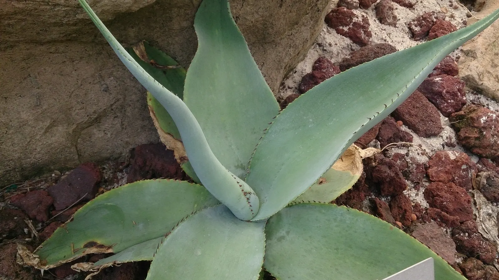 Guiengola Agave (Agave Guiengola) — This species is relatively slow-growing