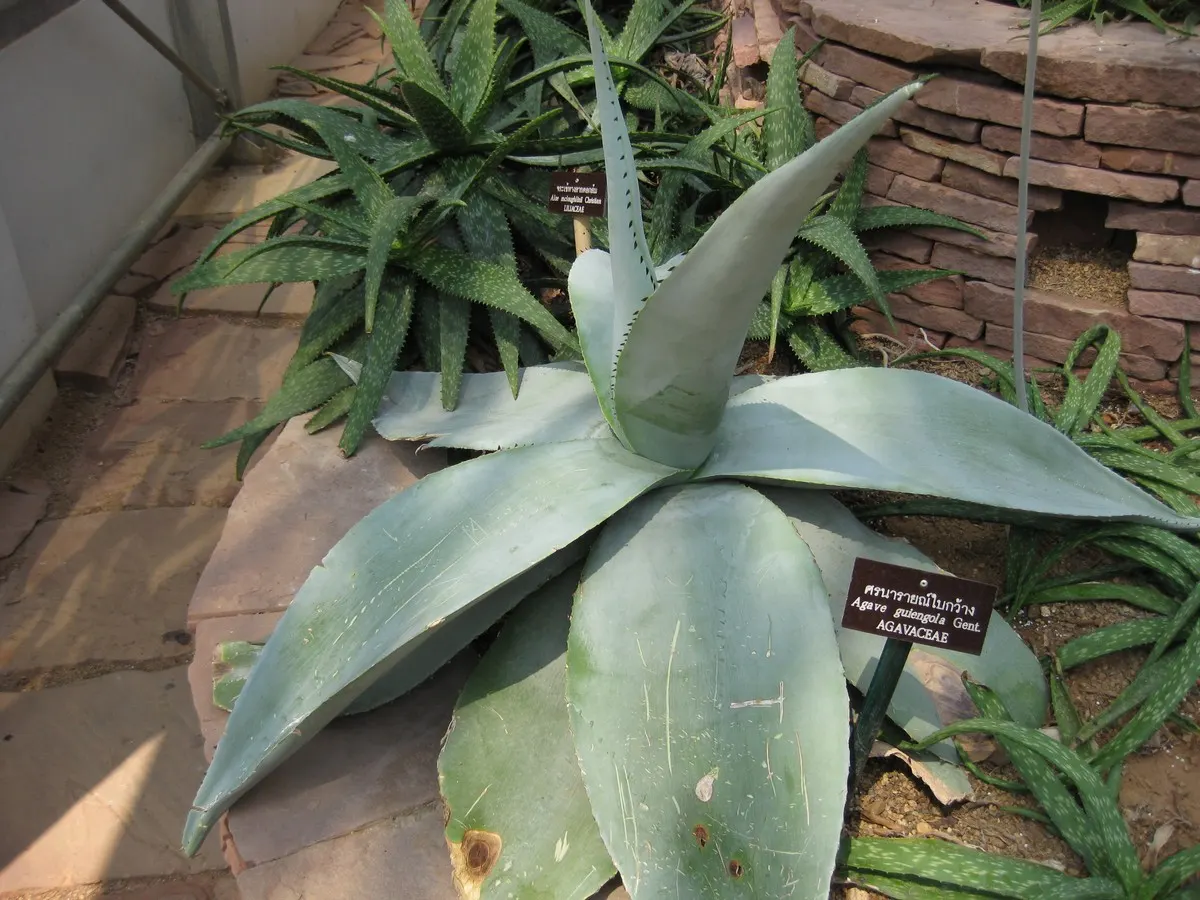 Guiengola Agave (Agave Guiengola) — Thriving in zones 9-11, it prefers well-drained soil