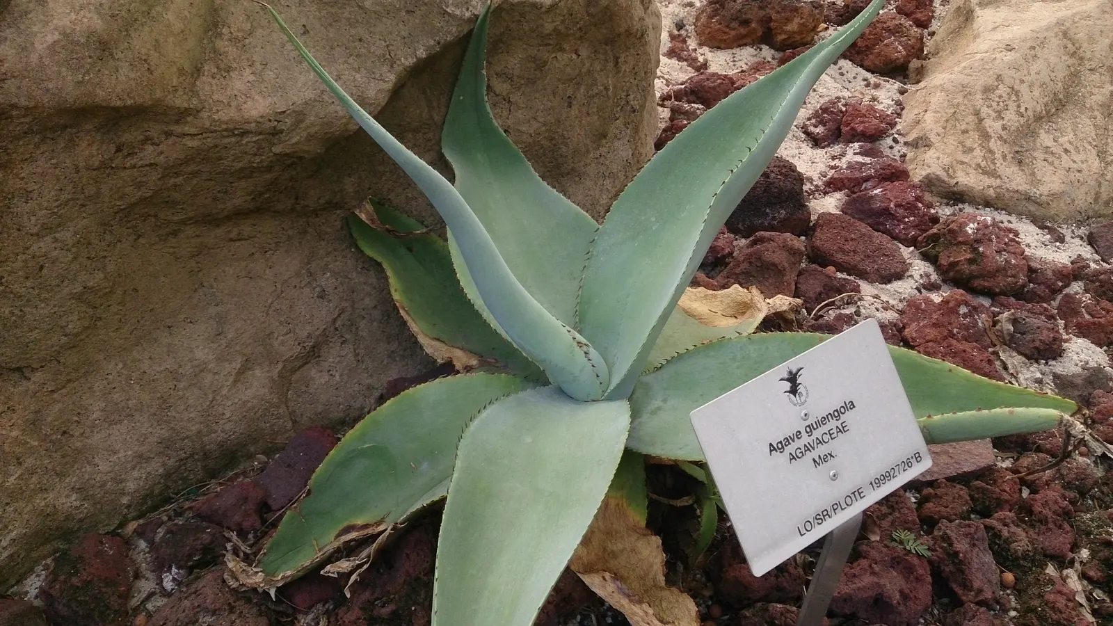 Guiengola Agave (Agave Guiengola) — reaching a sizeable spread of 3 to 4 feet wide