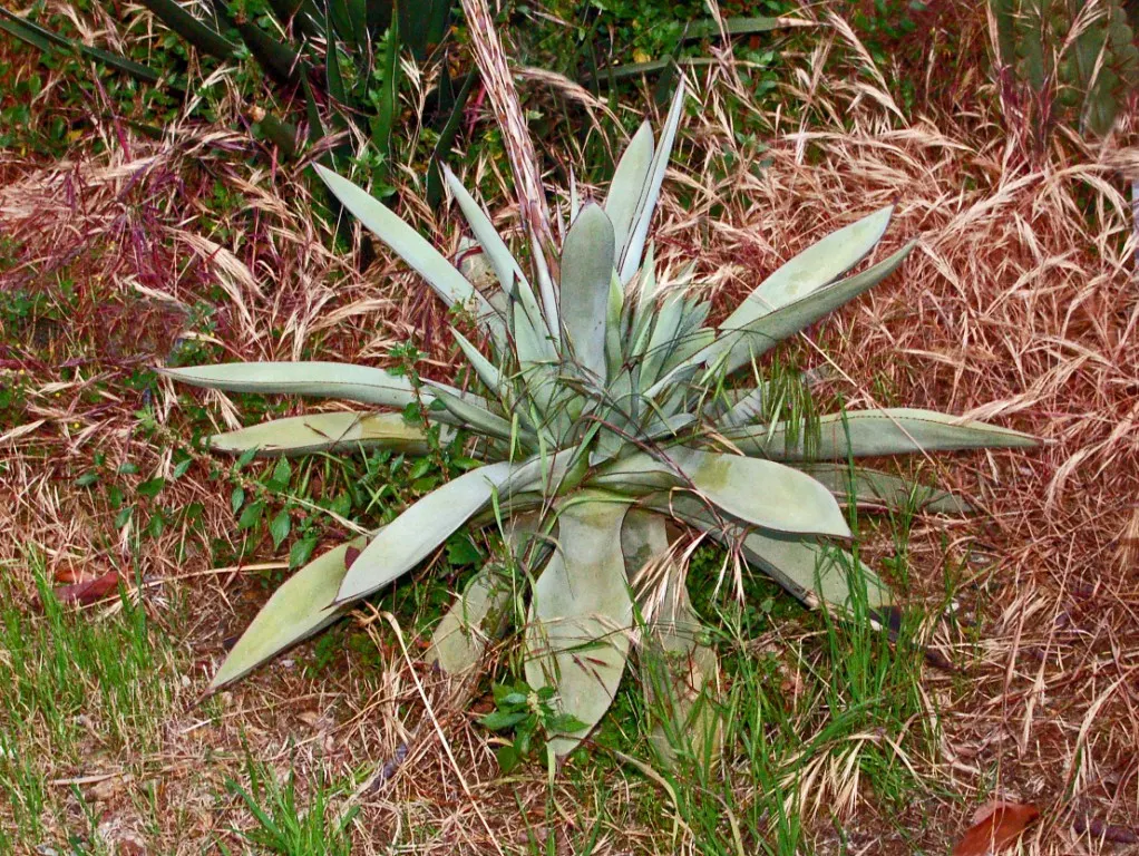 Guiengola Agave (Agave Guiengola) — this agave is distinguished by its broad