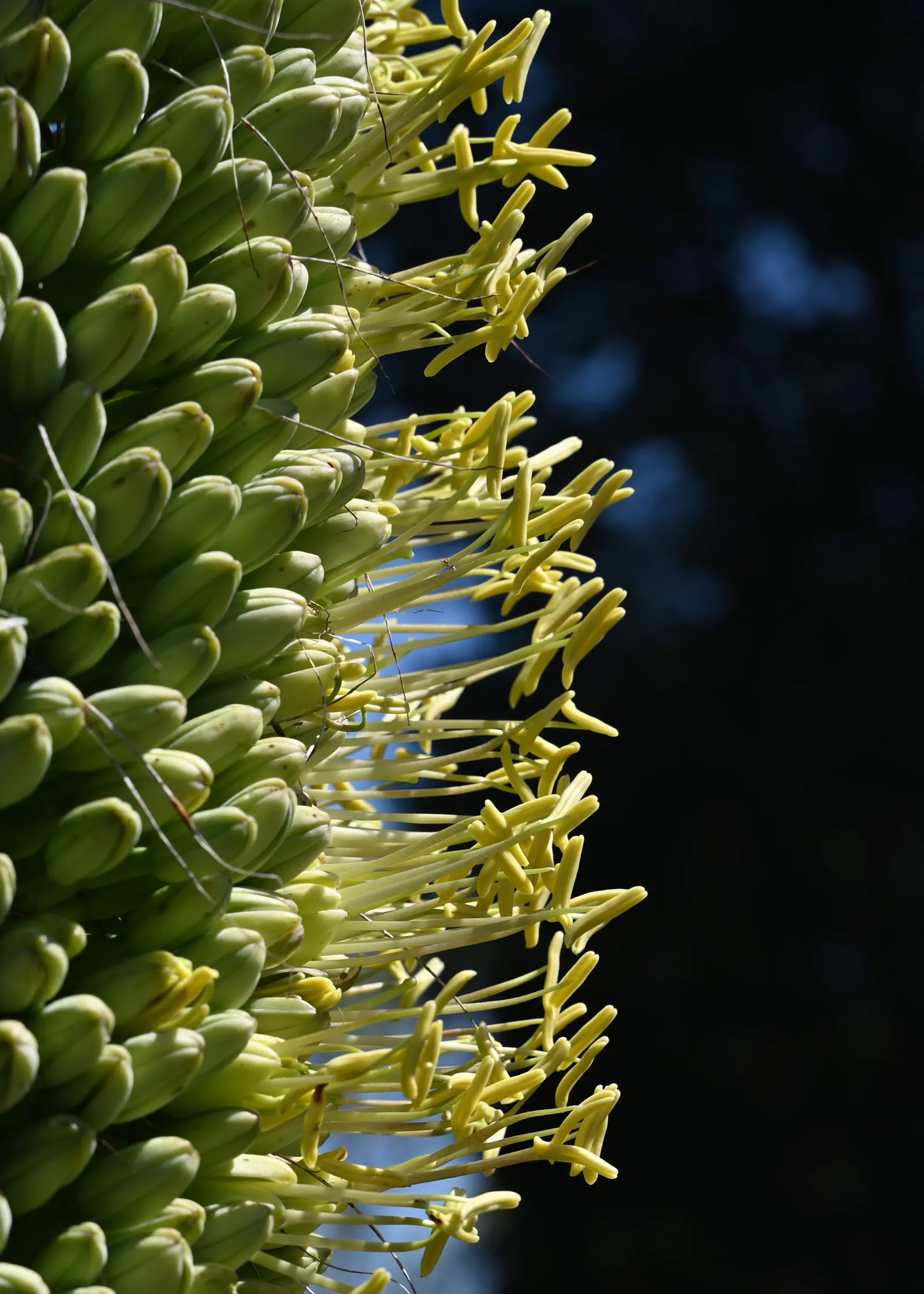 Guiengola Agave (Agave Guiengola) — The leaves typically grow in a rosette formation