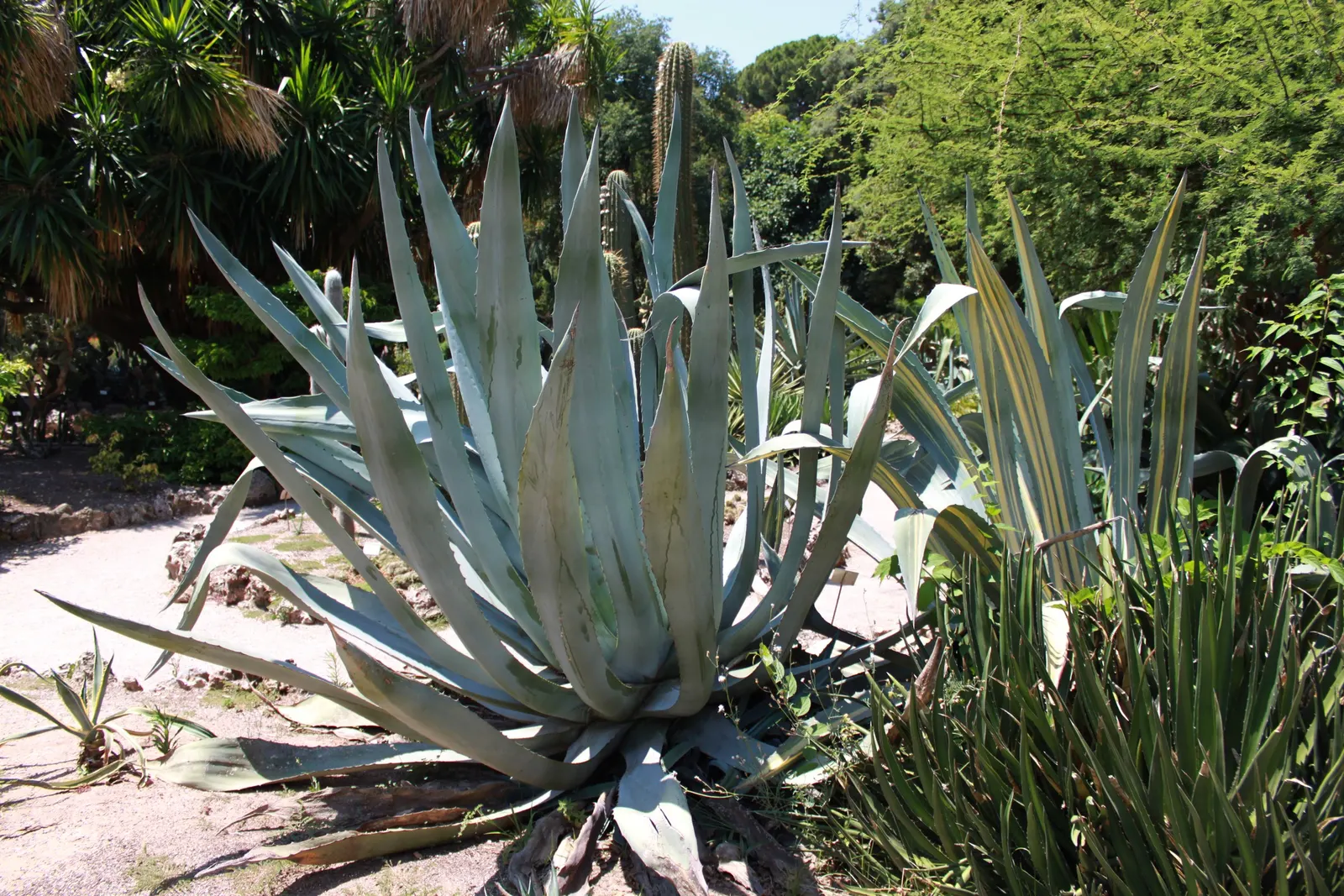 Guiengola Agave (Agave Guiengola) — with a similar height at maturity