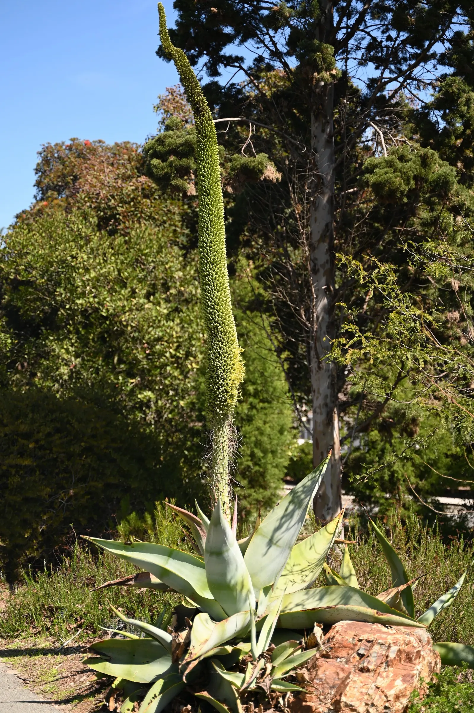 Guiengola Agave (Agave Guiengola) — which exhibit a striking silvery-gray to powdery-blue hue