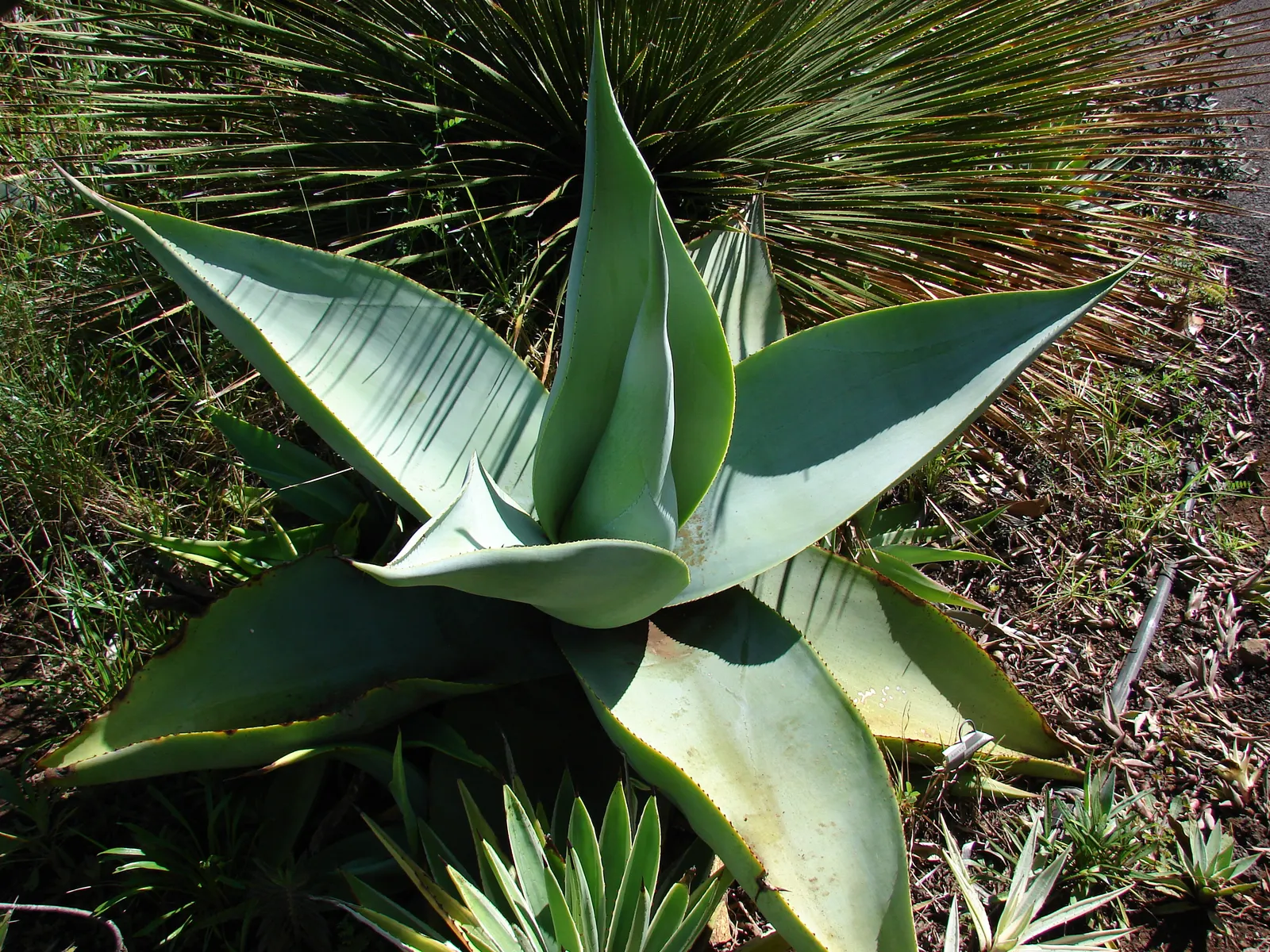 Guiengola Agave (Agave Guiengola) — Flowers rarely, but when it does, it presents a tall, impressive spike after several years