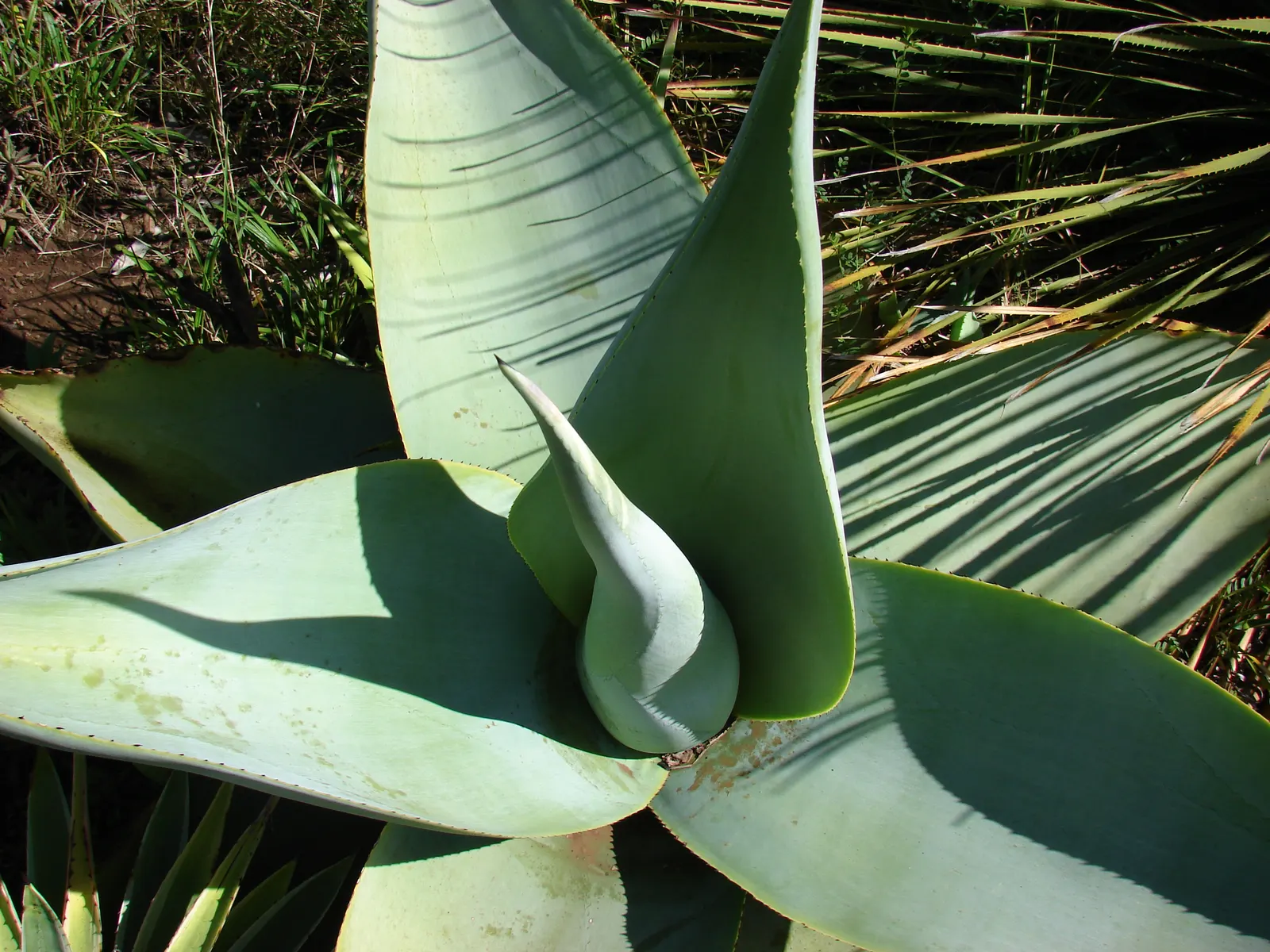 Guiengola Agave (Agave Guiengola) — is a distinctive succulent that adds architectural flair to any landscape design