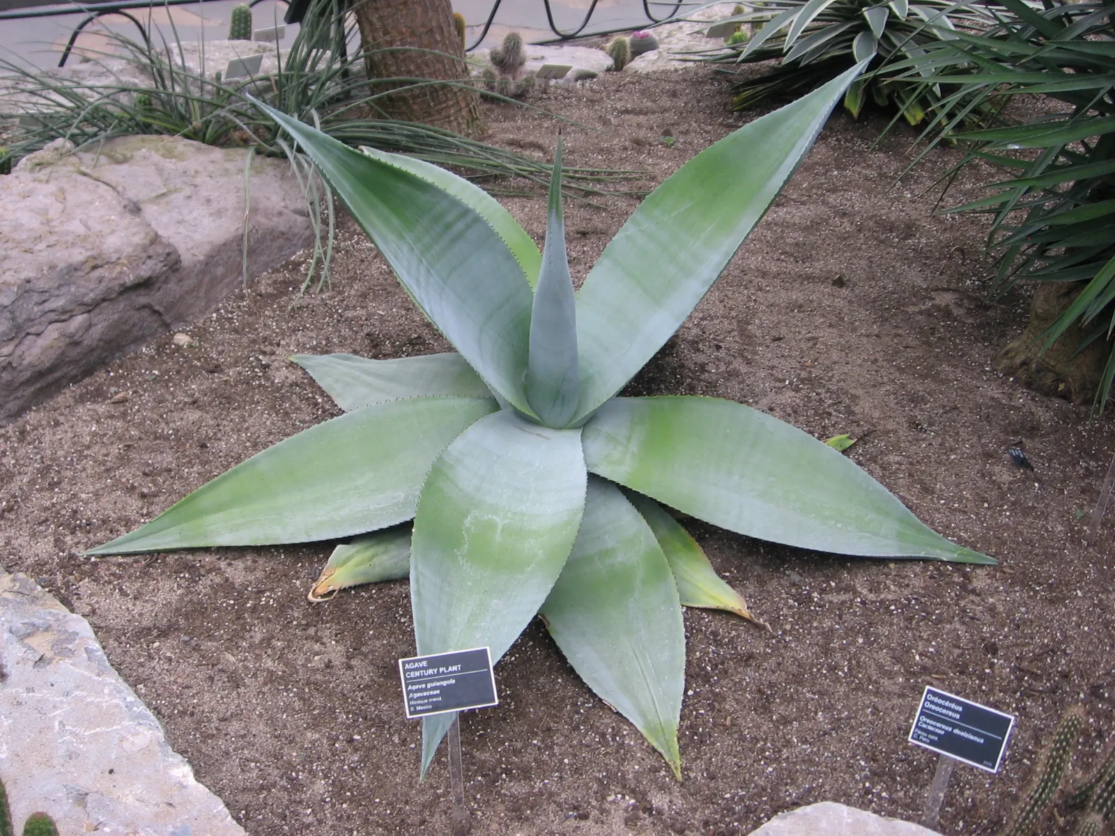 Guiengola Agave (Agave Guiengola) — with a striking rosette form ideal for xeriscaping