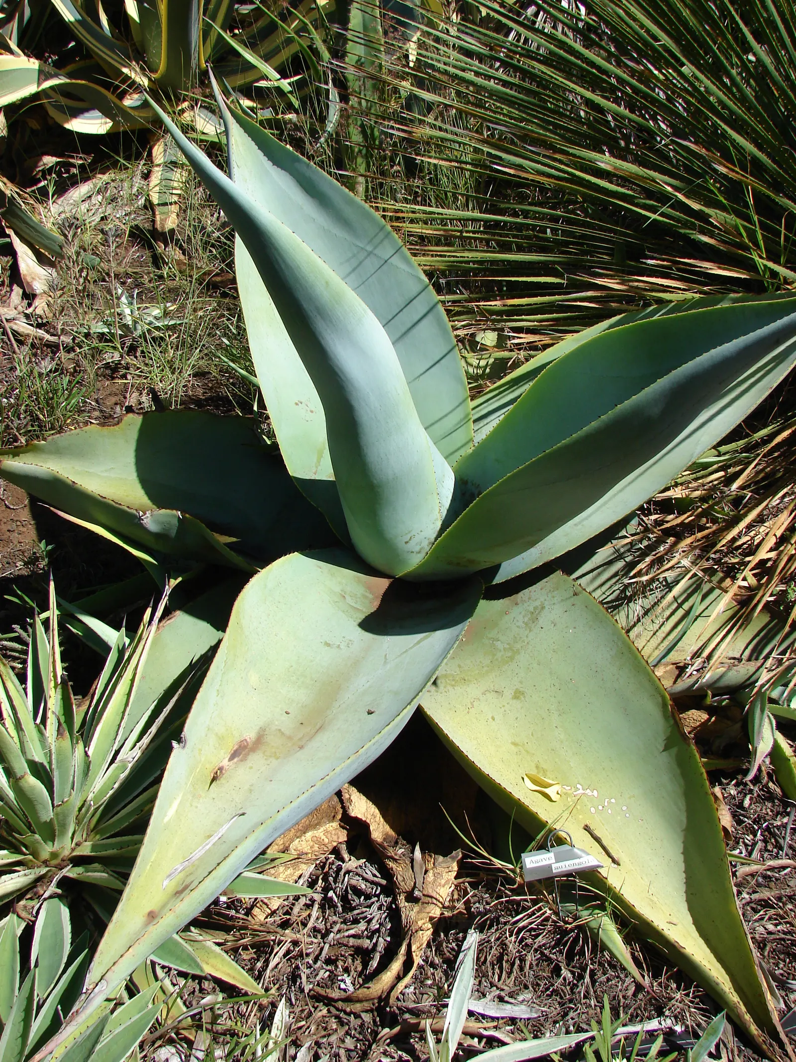 Guiengola Agave (Agave Guiengola) — It's drought-tolerant and requires minimal maintenance