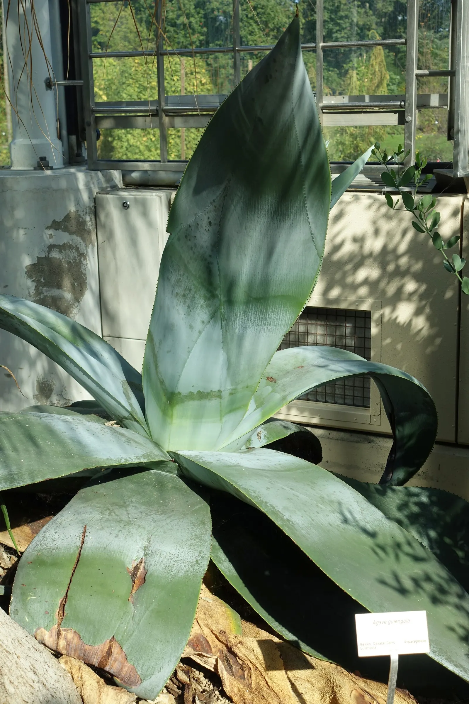 Guiengola Agave (Agave Guiengola) — Mature plants reach up to 4 feet in height and 6 feet in width