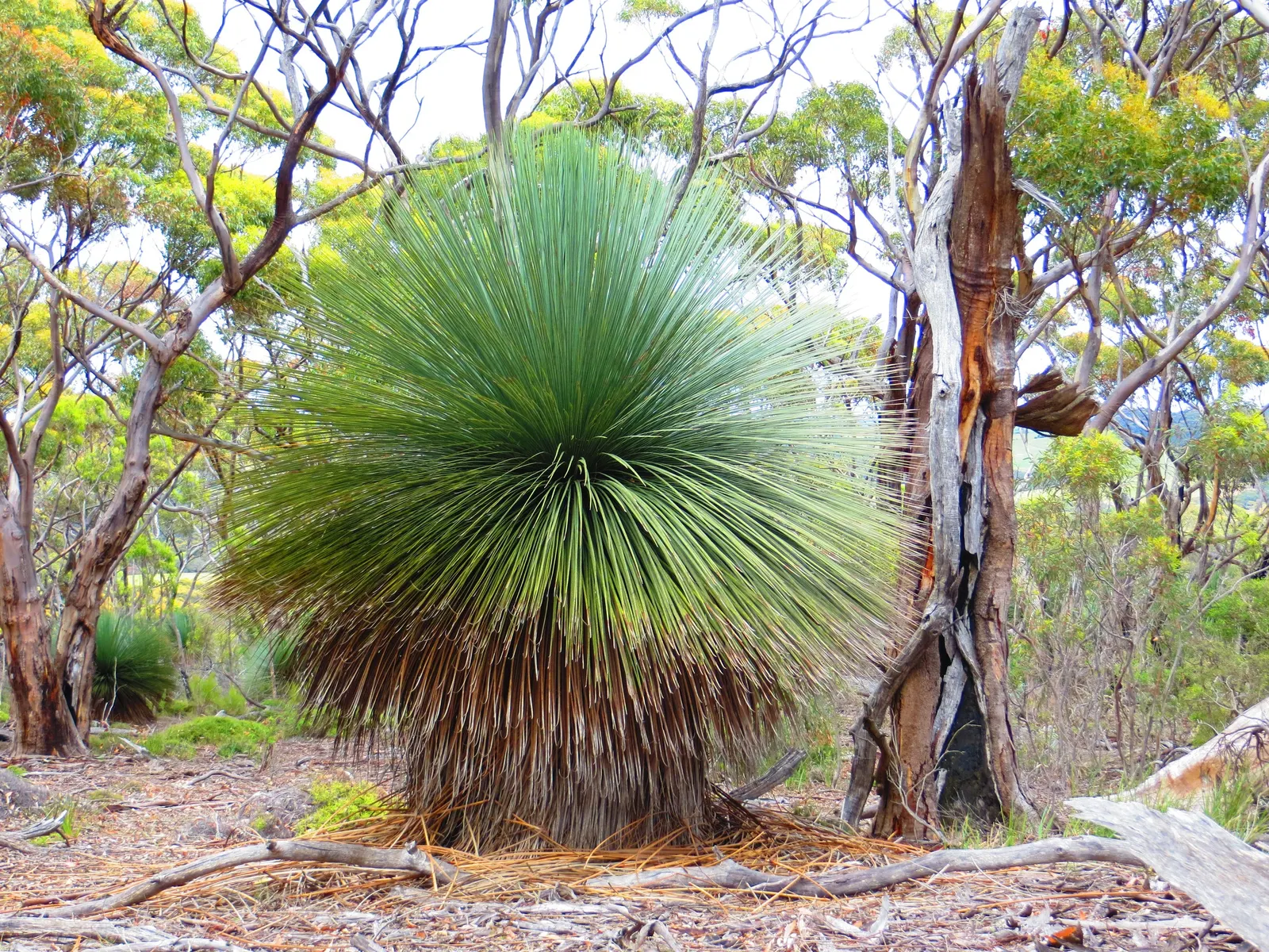 Australian Grass Tree (Xanthorrhoea Quadrangulata) — This foliage emerges from the trunk's apex; boasts a unique and hardy presence