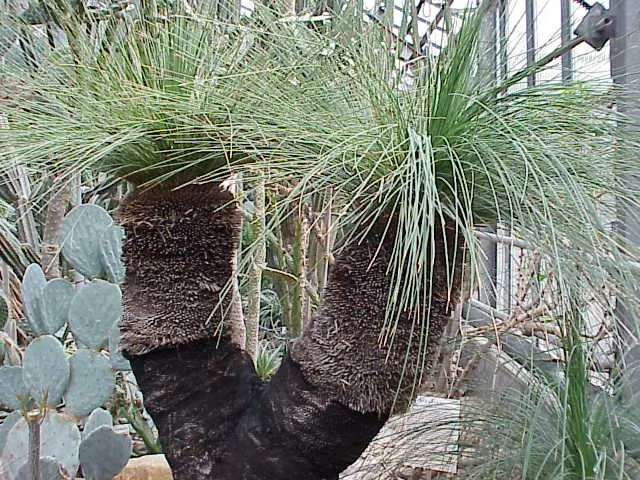 Australian Grass Tree (Xanthorrhoea Quadrangulata) — This plant tolerates a variety of soil types; the Grass Tree is an excellent choice for, image 71