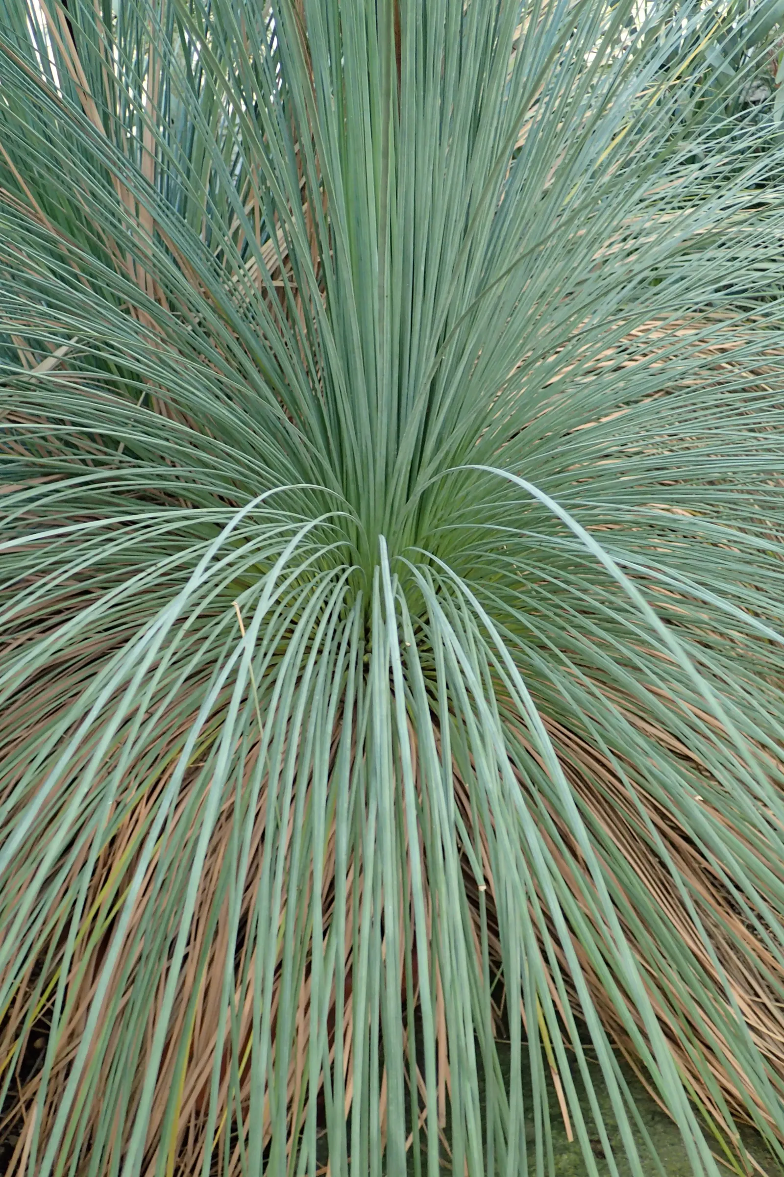 Australian Grass Tree (Xanthorrhoea Quadrangulata) — with its growth rate being approximately 1 inch per year