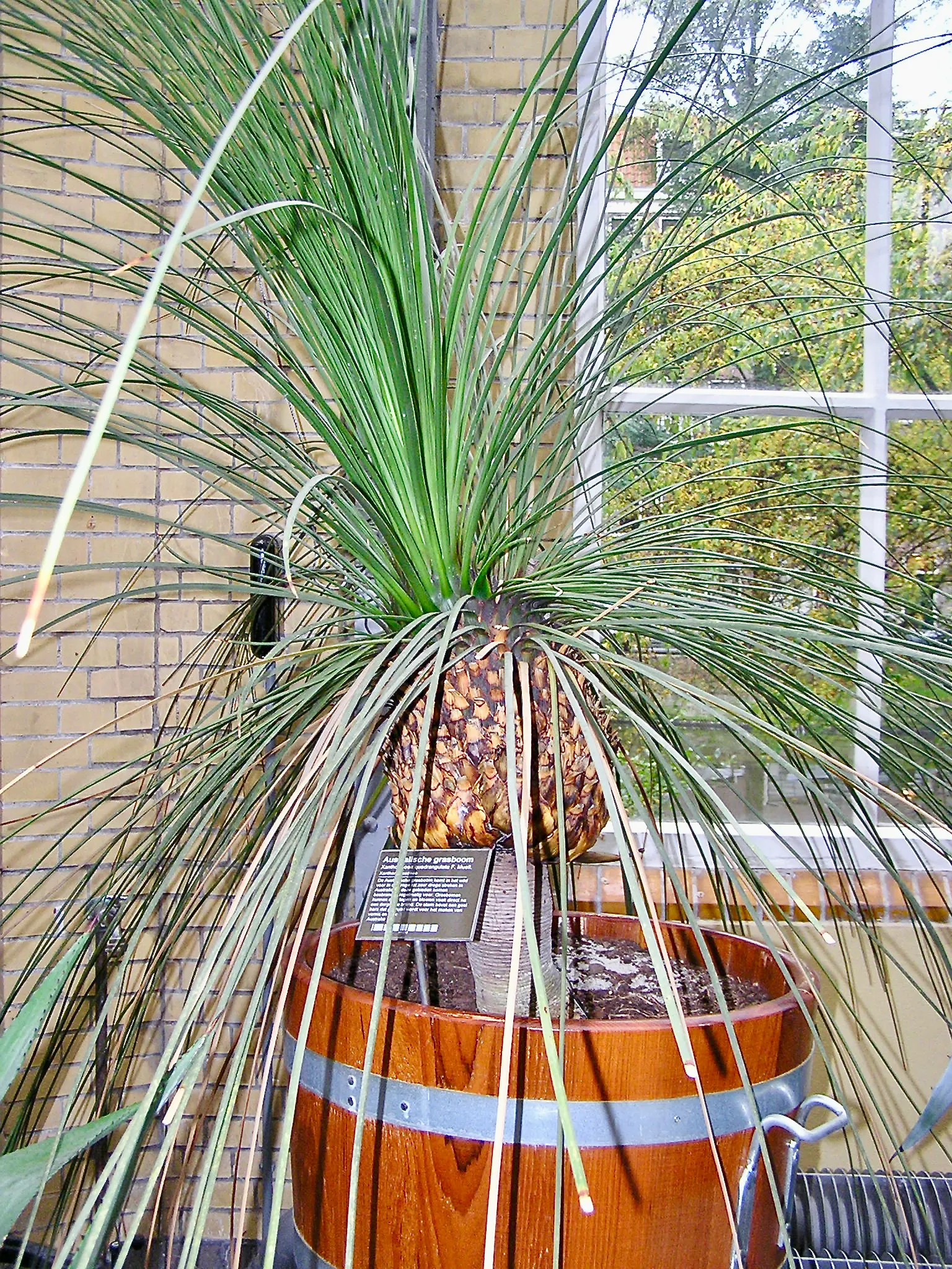 Australian Grass Tree (Xanthorrhoea Quadrangulata) — This slow-growing perennial can reach up to 10 to 12 feet in height at maturity; succulent, image 86