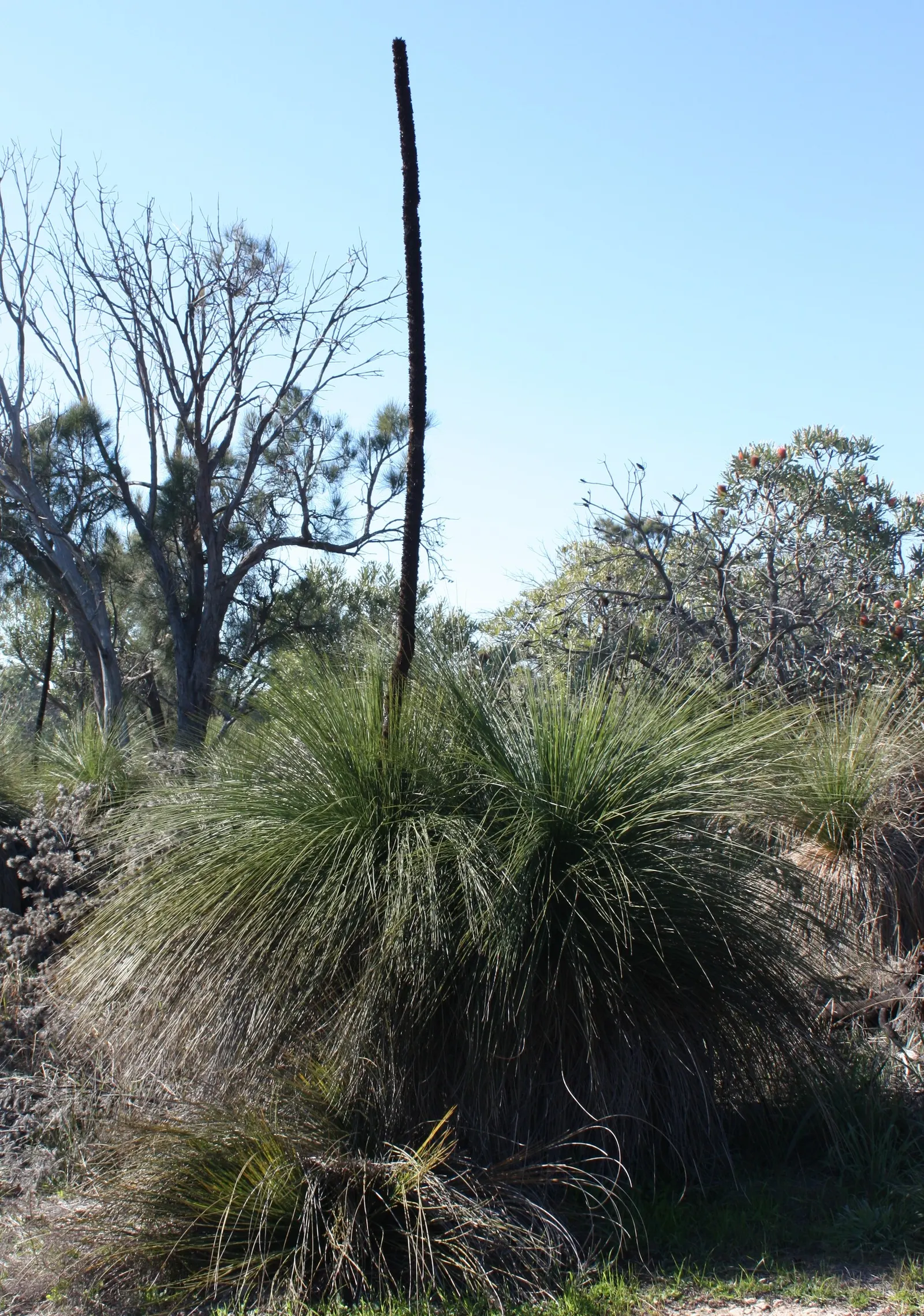 Australian Grass Tree (Xanthorrhoea Quadrangulata) — making it a timeless focal point for any Australian-themed landscape design; the Australian Grass Tree
