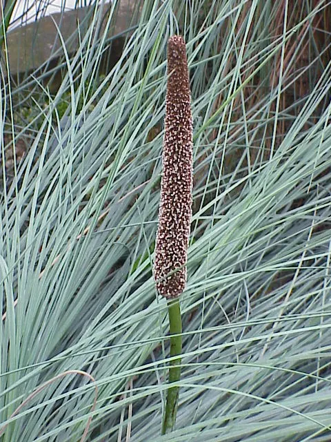 Australian Grass Tree (Xanthorrhoea Quadrangulata) — Adaptable to various soils; low-maintenance feature in any landscape
