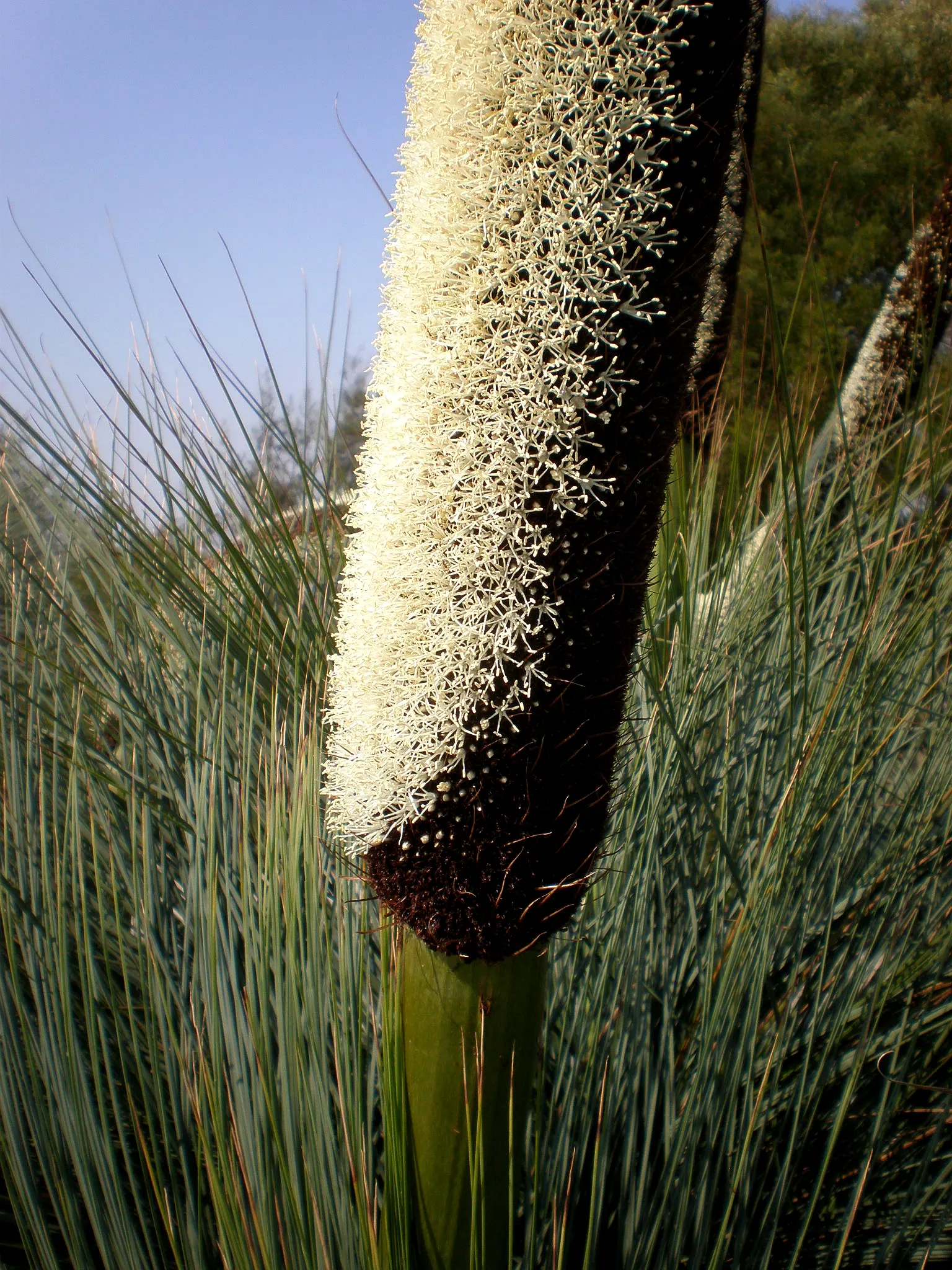Australian Grass Tree (Xanthorrhoea Quadrangulata) — This slow-growing plant sports creamy-white