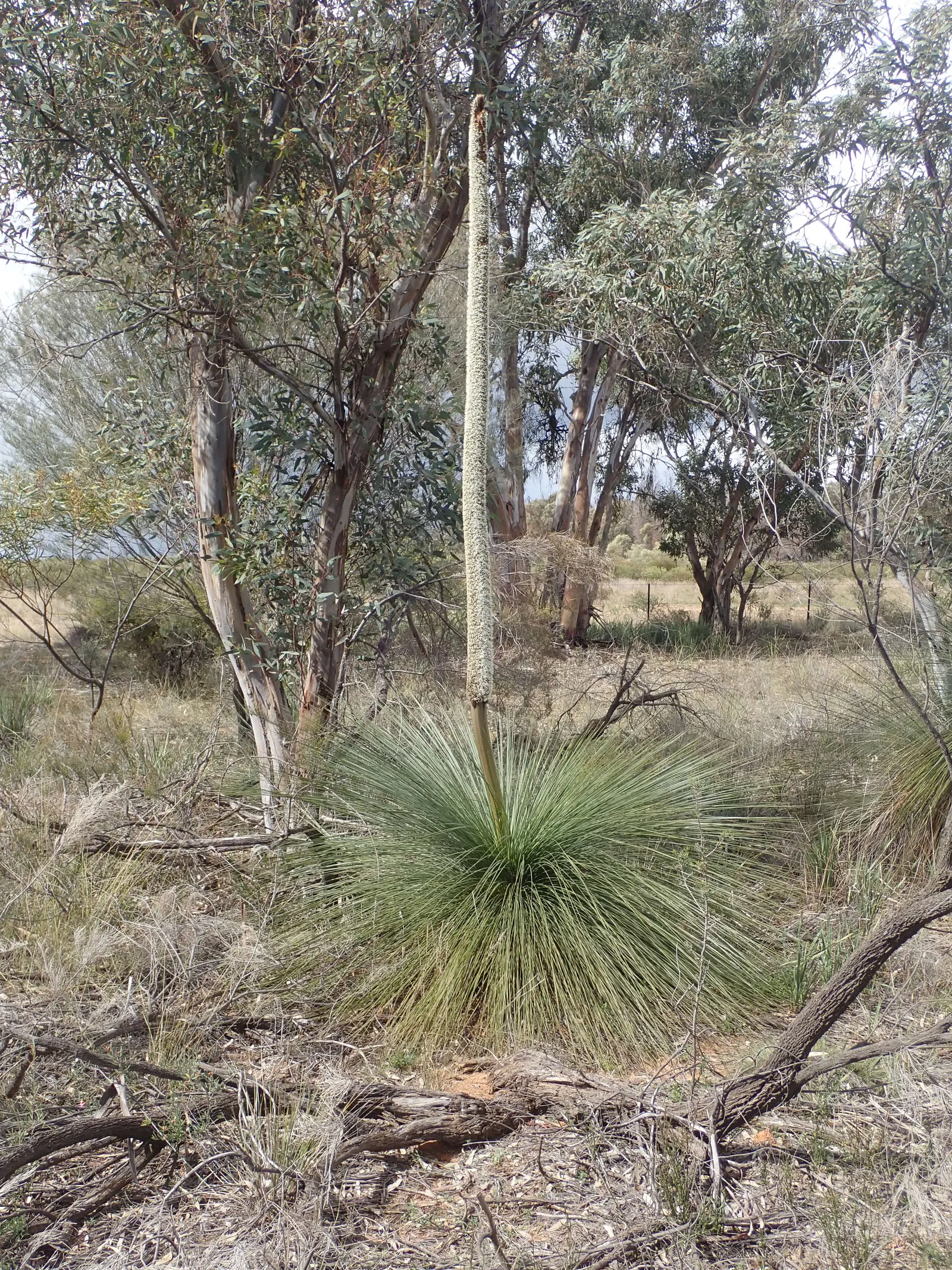 Australian Grass Tree (Xanthorrhoea Quadrangulata) — succulent with white blooms; each slender leaf reaching lengths of up to 3 feet