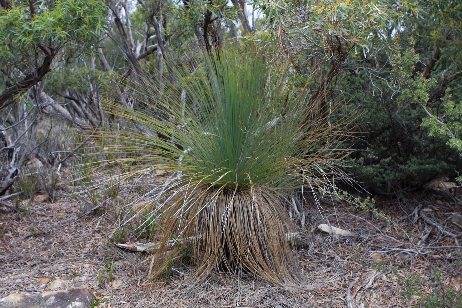 Australian Grass Tree (Xanthorrhoea Quadrangulata) — succulent with white blooms