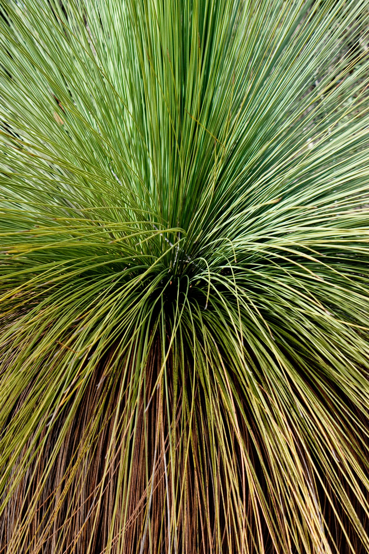 Australian Grass Tree (Xanthorrhoea Quadrangulata) — making it a timeless focal point for any Australian-themed landscape design; the Australian, image 72
