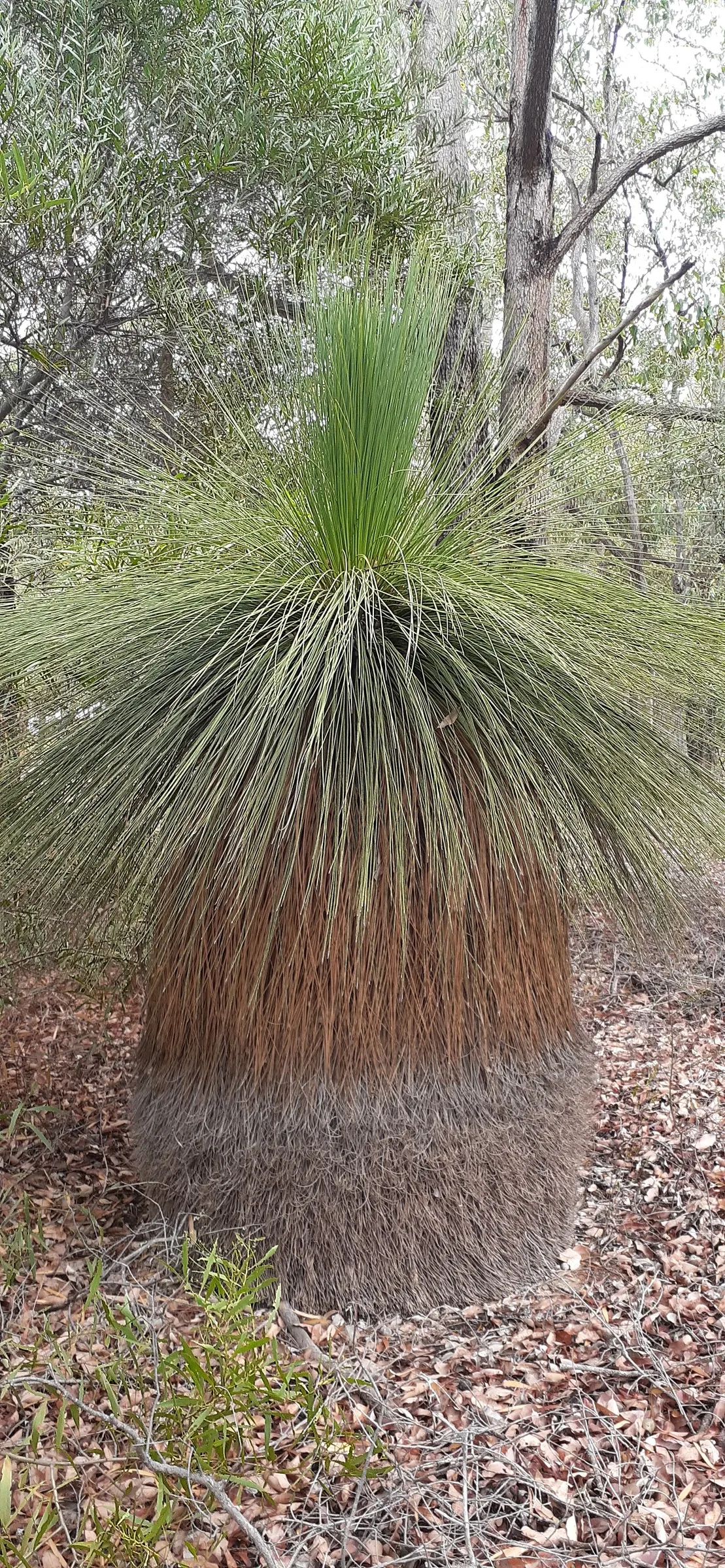 Australian Grass Tree (Xanthorrhoea Quadrangulata) — This foliage emerges from the trunk's apex