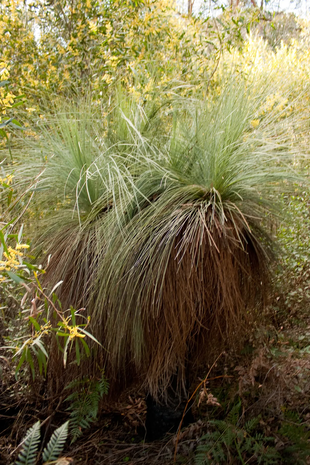 Australian Grass Tree (Xanthorrhoea Quadrangulata) — succulent for full