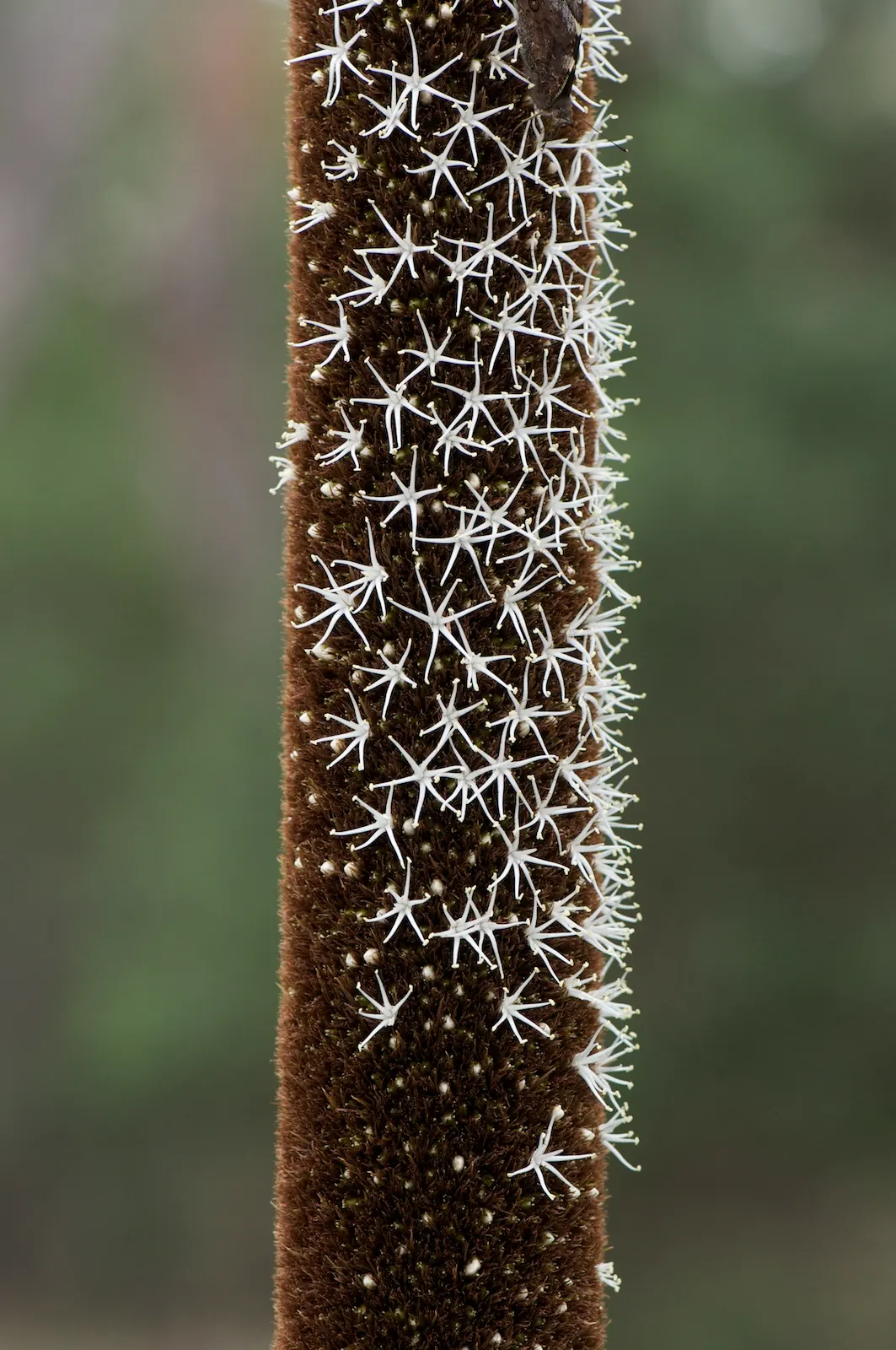 Australian Grass Tree (Xanthorrhoea Quadrangulata) — with its growth rate being approximately 1 inch per year; it requires full sun and excellent drainage