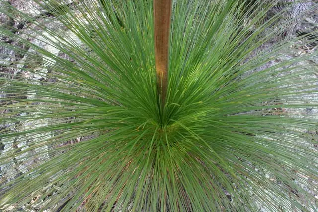 Australian Grass Tree (Xanthorrhoea Quadrangulata) — Adaptable to various soils; low-maintenance feature in any landscape, image 80