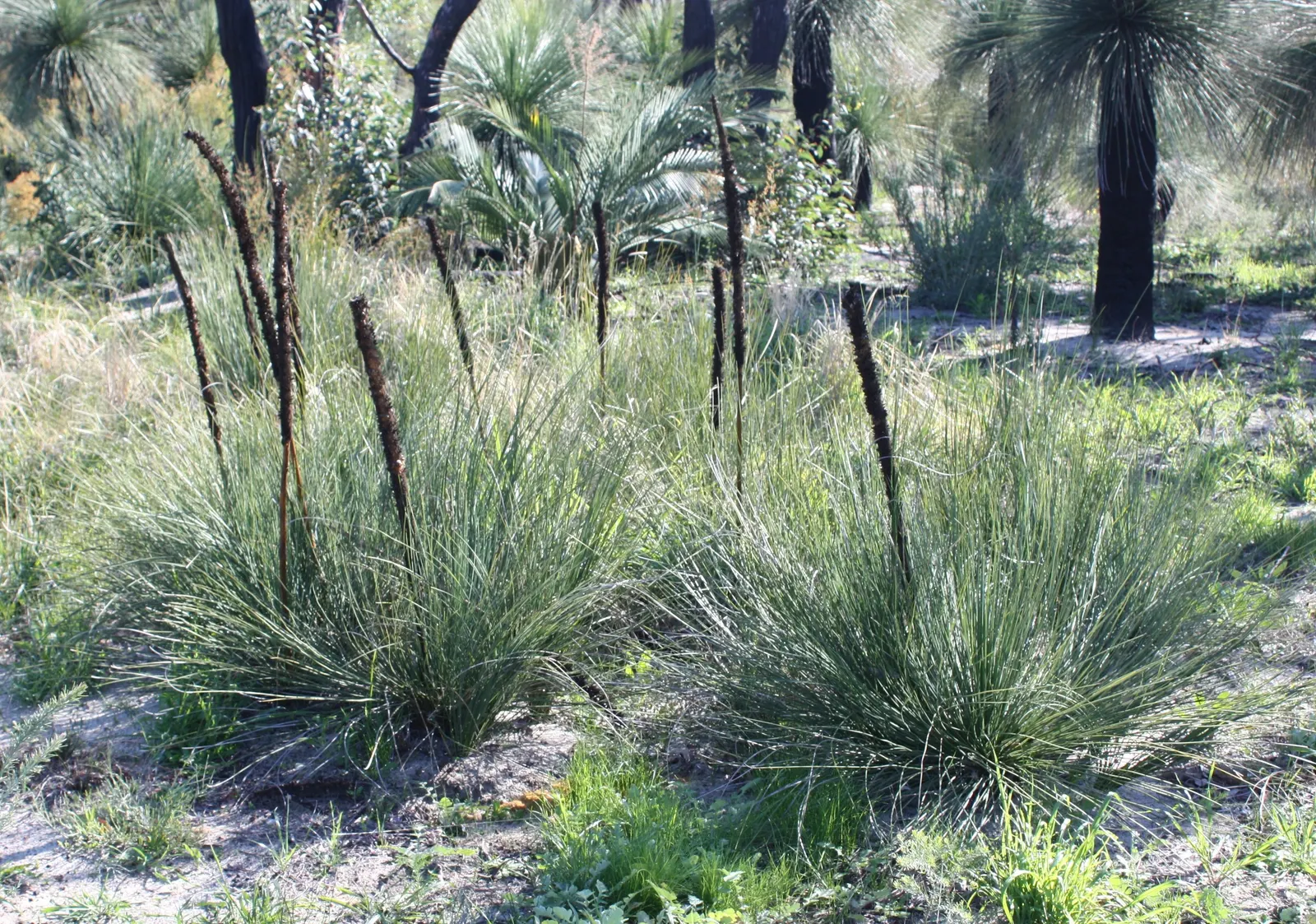 Australian Grass Tree (Xanthorrhoea Quadrangulata) — expect to see an impressive flower spike that can tower an additional 3 to 10 feet above the, image 68