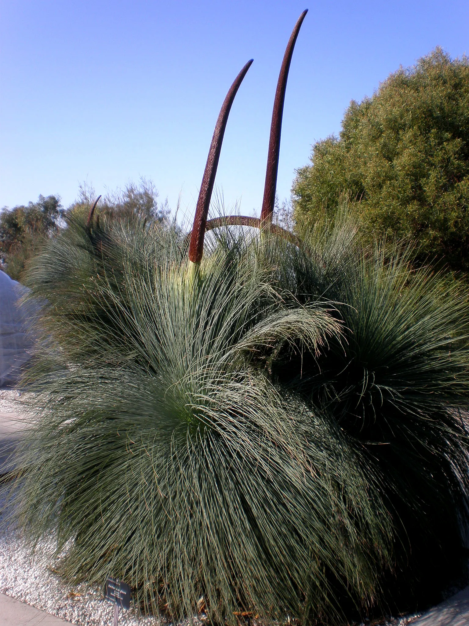 Australian Grass Tree (Xanthorrhoea Quadrangulata) — with its growth rate being approximately 1 inch per year; it requires full sun and excellent, image 62