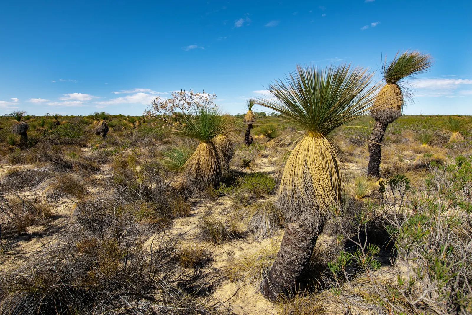 Australian Grass Tree (Xanthorrhoea Quadrangulata) — boasts a unique and hardy presence; making it a captivating choice for landscape designs that, image 84