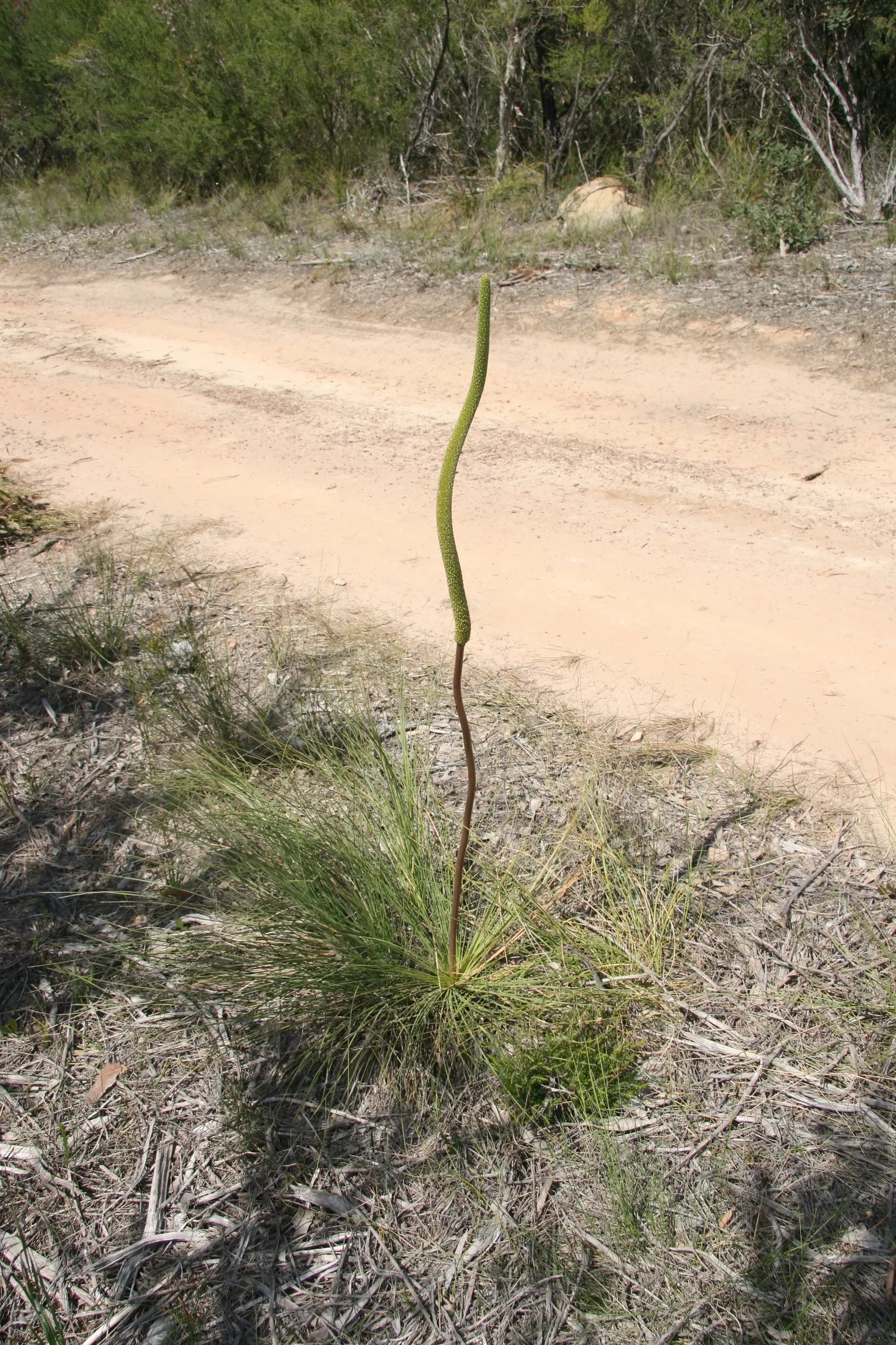Australian Grass Tree (Xanthorrhoea Quadrangulata) — This slow-growing plant sports creamy-white; expect to see an impressive flower spike that can, image 53