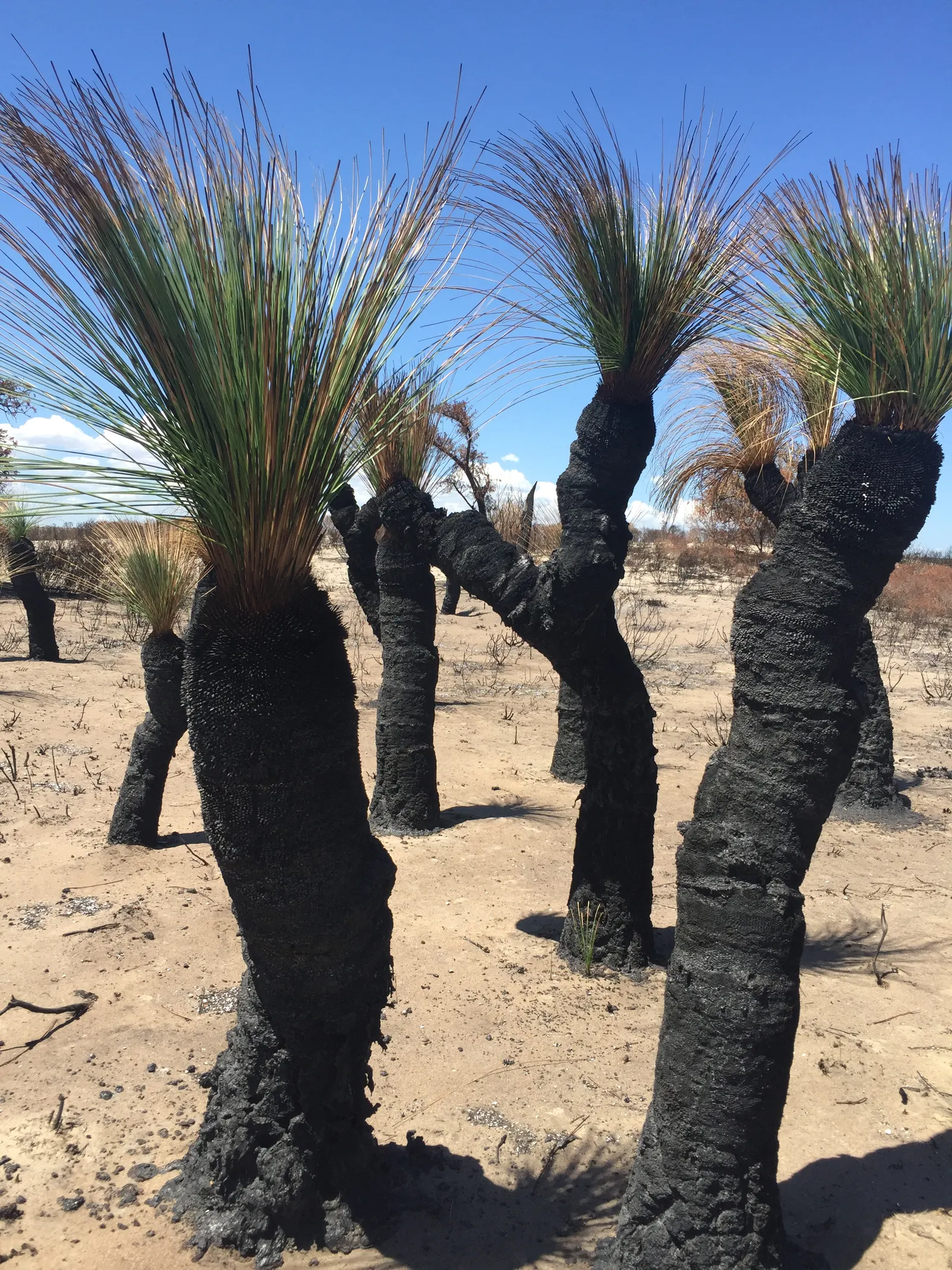 Australian Grass Tree (Xanthorrhoea Quadrangulata) — blackened trunk reaching up to 13 feet and crowned by a tuft of grass-like foliage; this, image 77