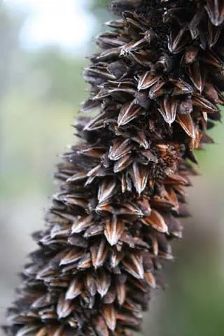 Australian Grass Tree (Xanthorrhoea Quadrangulata) — Adaptable to various soils; low-maintenance feature in any landscape, image 55
