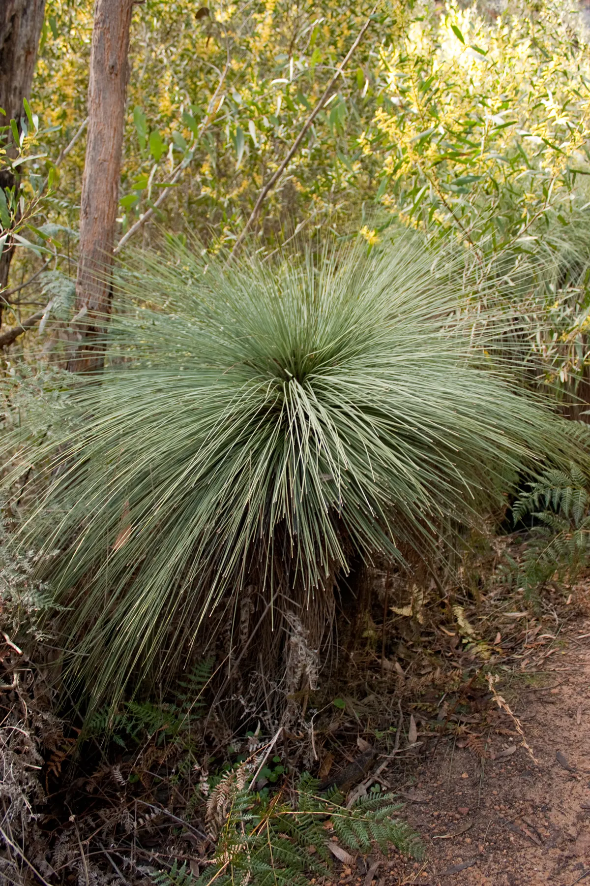 Australian Grass Tree (Xanthorrhoea Quadrangulata) — making it a captivating choice for landscape designs that aim to reflect Australia's native, image 85
