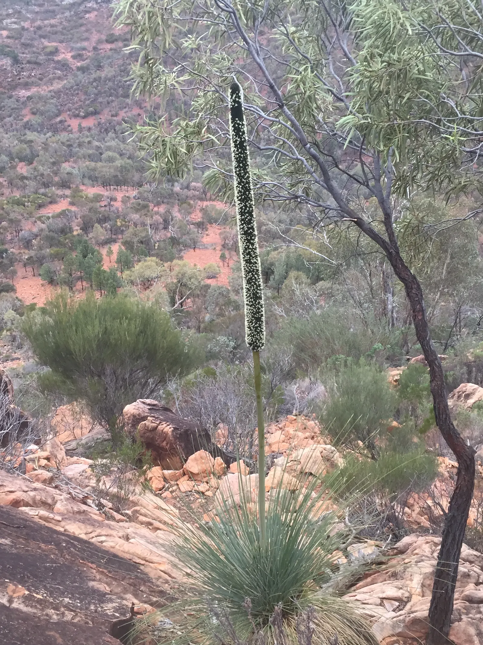Australian Grass Tree (Xanthorrhoea Quadrangulata) — it requires full sun and excellent drainage; a testament to the species' exceptional, image 56