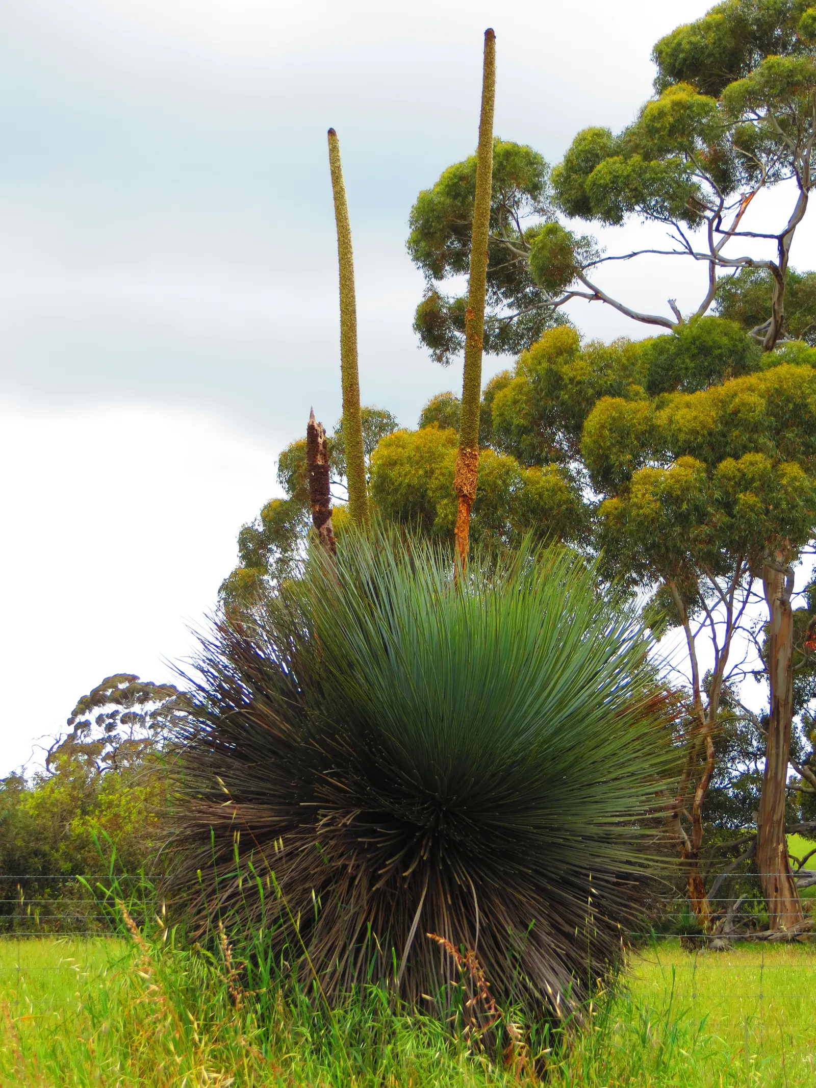 Australian Grass Tree (Xanthorrhoea Quadrangulata) — The Australian Grass Tree (Xanthorrhoea quadrangulata) is a distinctive perennial with a thick