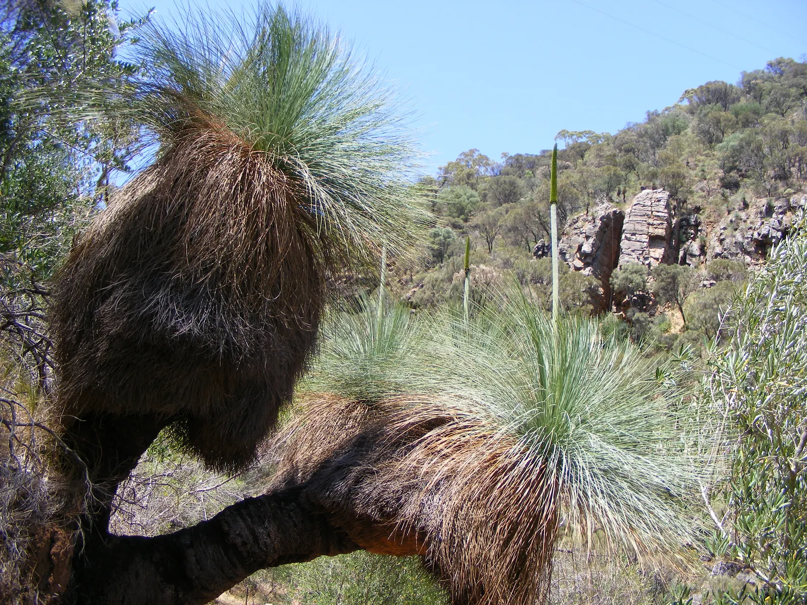 Australian Grass Tree (Xanthorrhoea Quadrangulata) — This slow-growing perennial can reach up to 10 to 12 feet in height at maturity