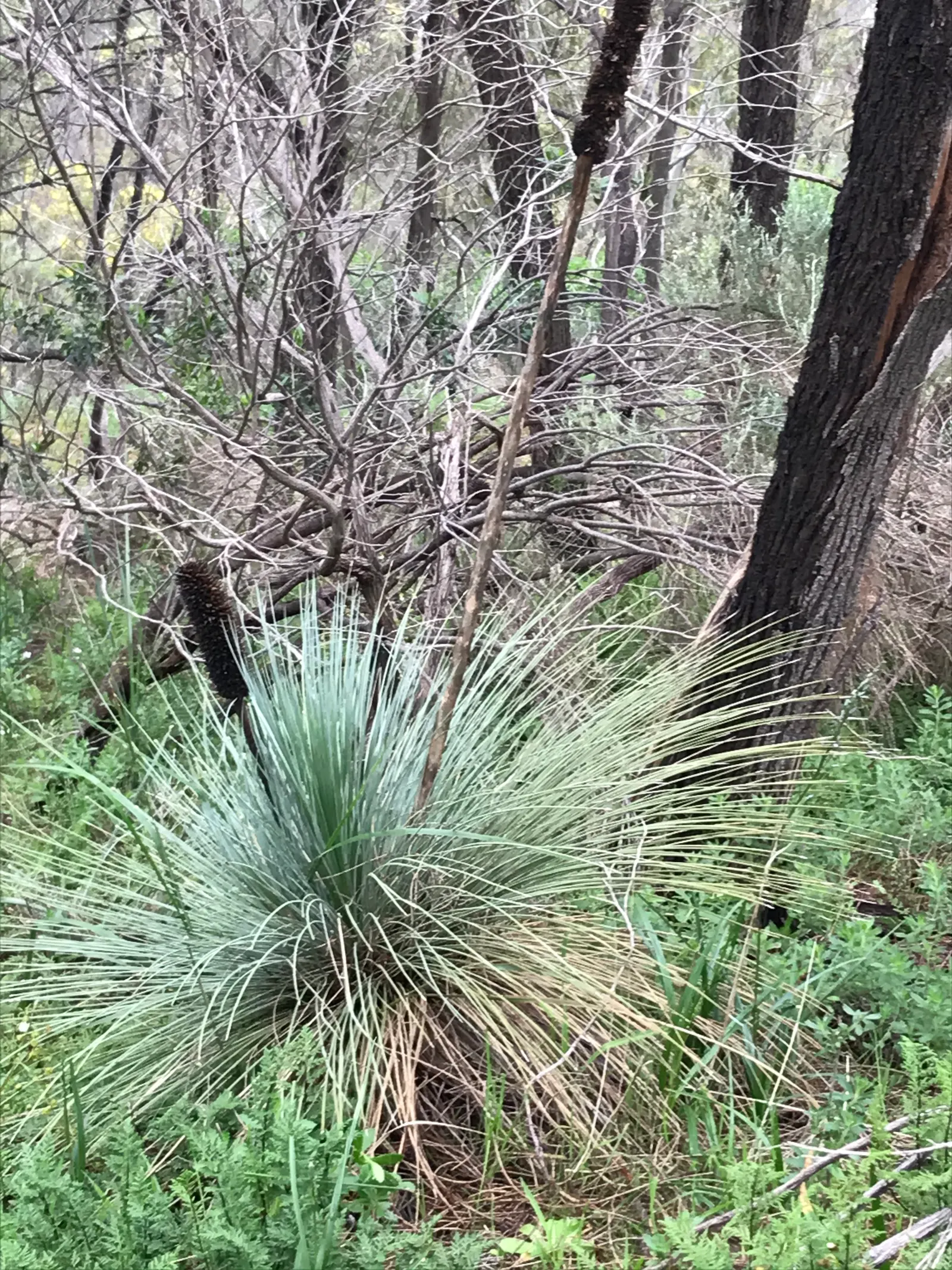 Australian Grass Tree (Xanthorrhoea Quadrangulata) — with its growth rate being approximately 1 inch per year; it requires full sun and excellent, image 87