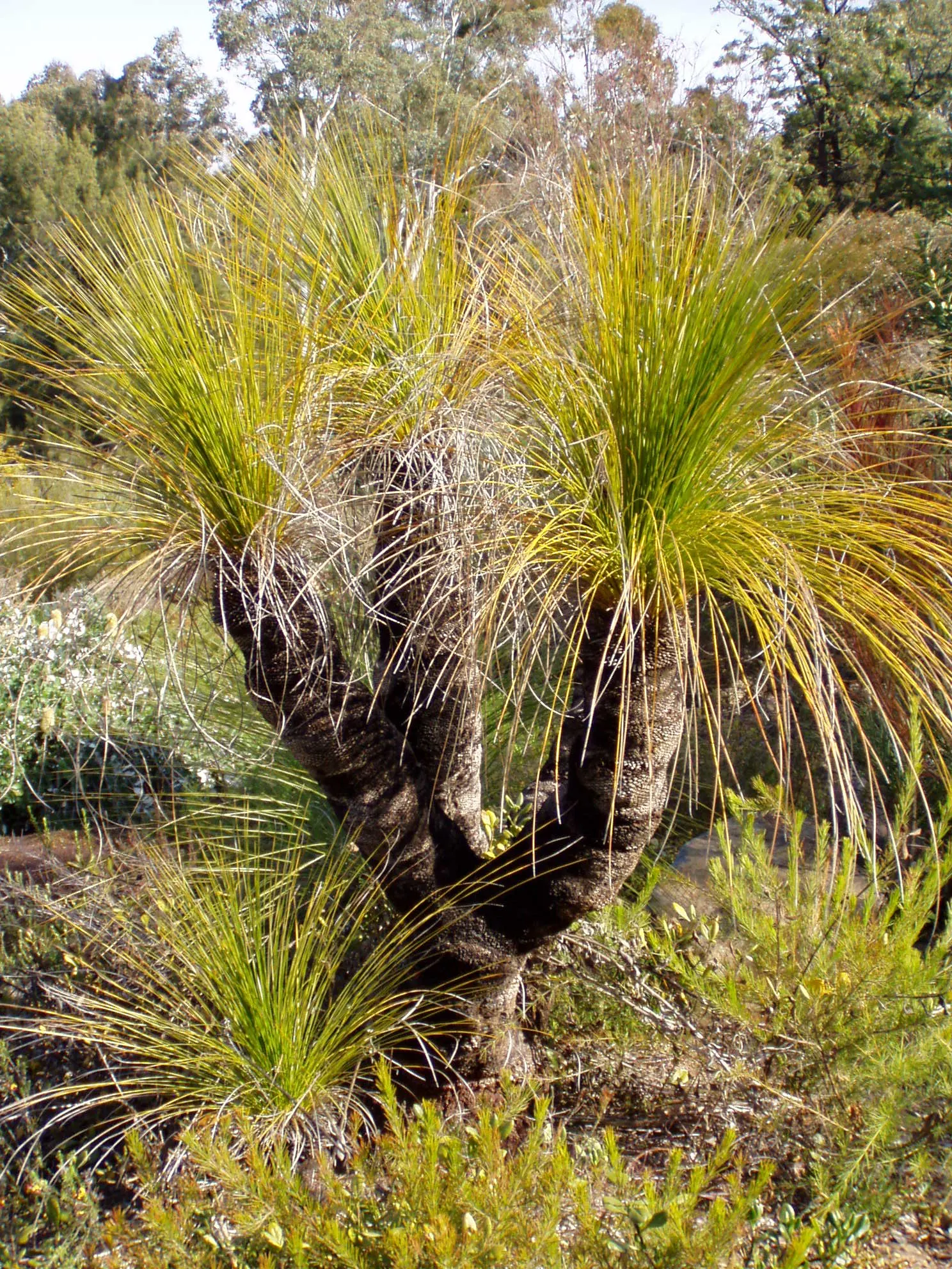 Australian Grass Tree (Xanthorrhoea Quadrangulata) — low-maintenance feature in any landscape; this plant tolerates a variety of soil types, image 57