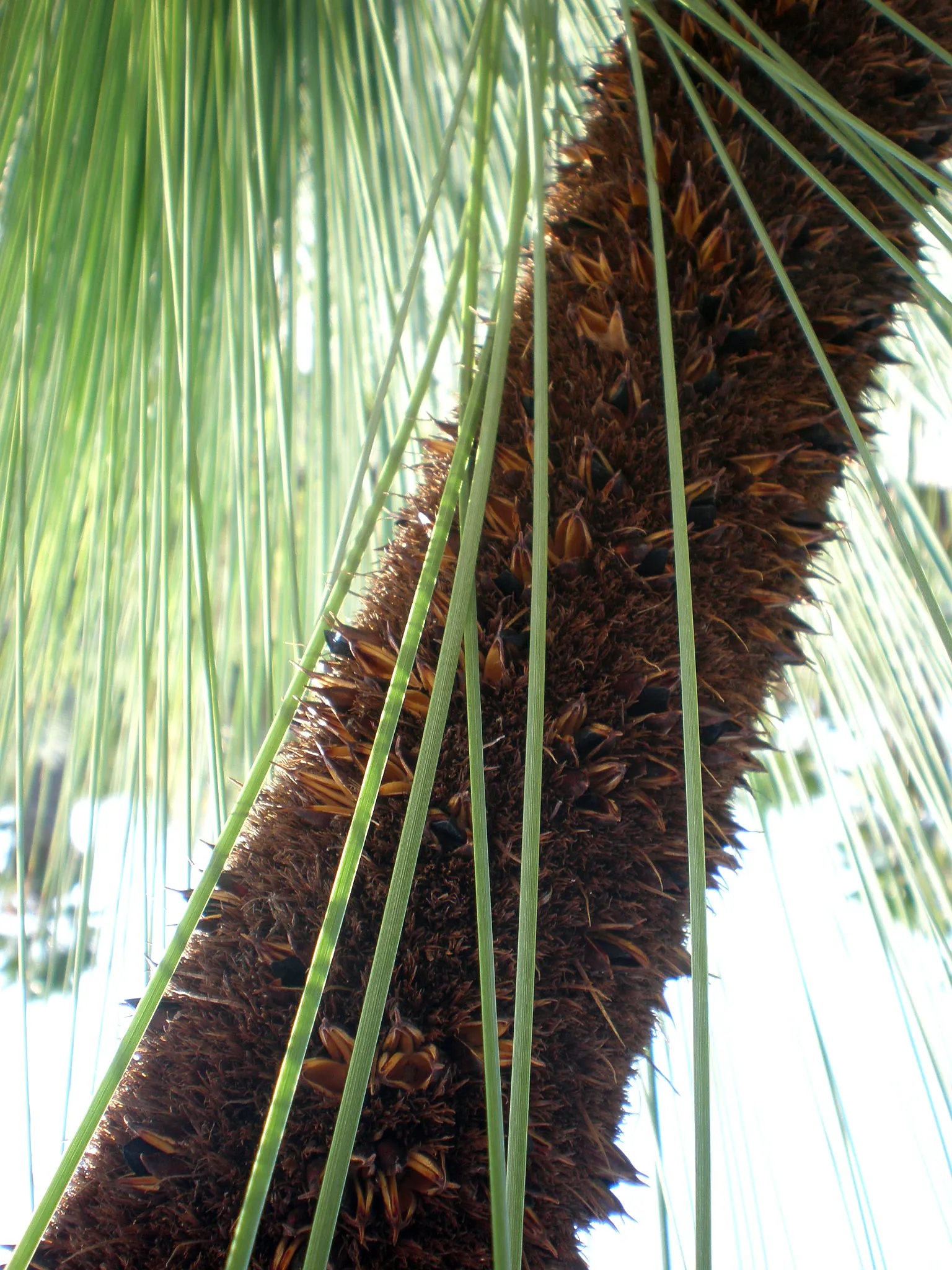 Australian Grass Tree (Xanthorrhoea Quadrangulata) — creating a fountain-like effect that can add both texture and vertical interest to the landscape; this