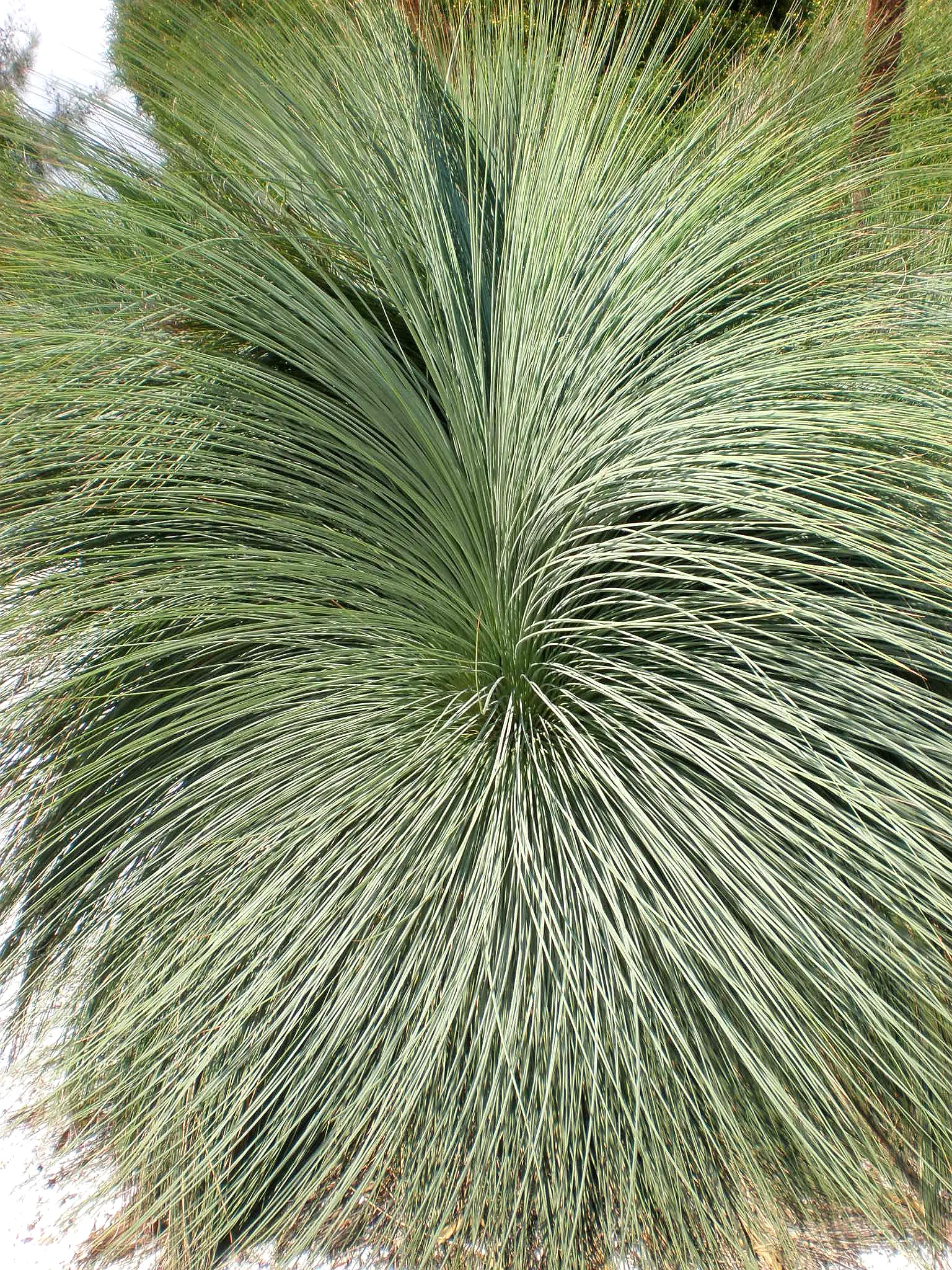 Australian Grass Tree (Xanthorrhoea Quadrangulata) — boasts a unique and hardy presence; making it a captivating choice for landscape designs that, image 59