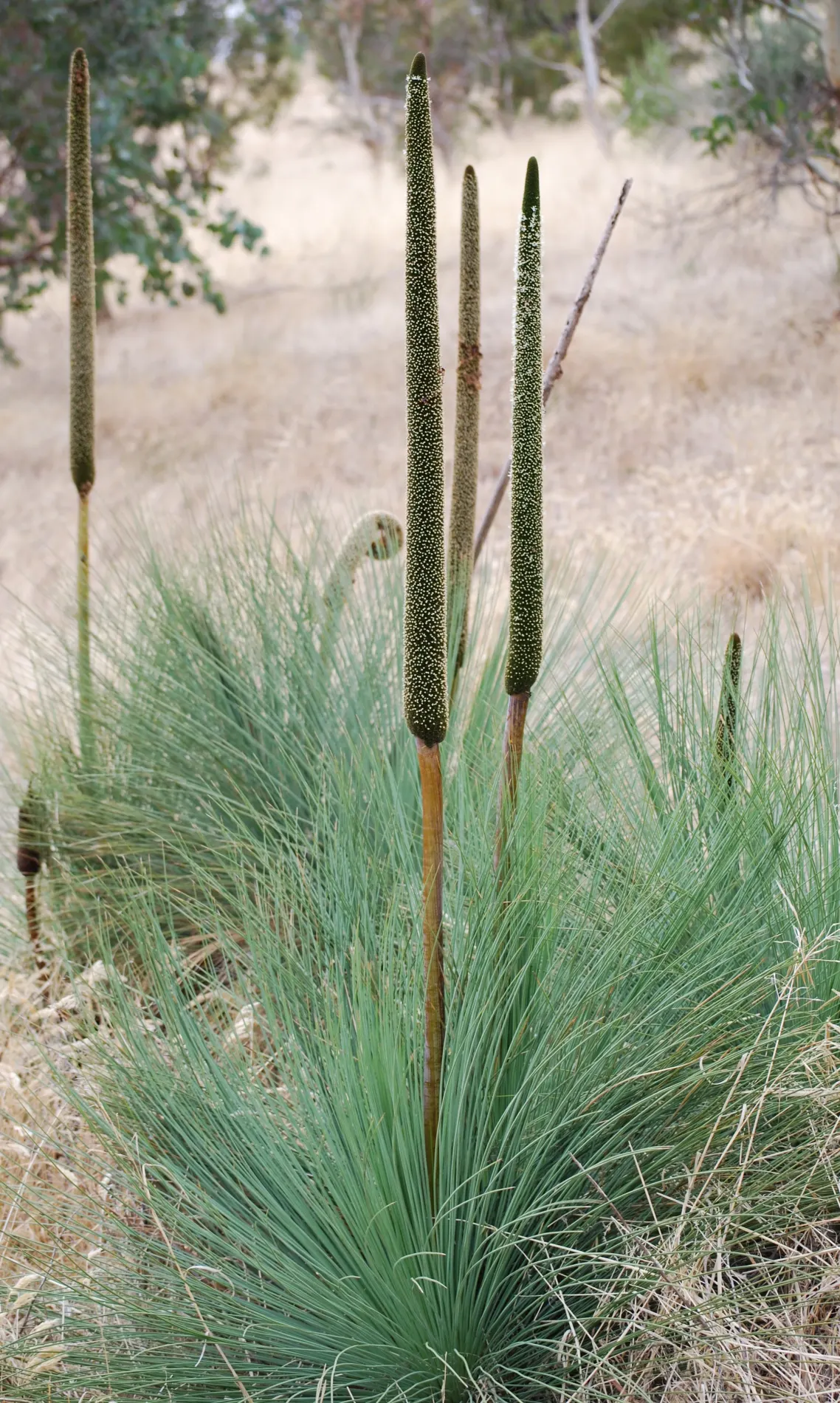 Australian Grass Tree (Xanthorrhoea Quadrangulata) — The Australian Grass Tree (Xanthorrhoea quadrangulata) is a distinctive perennial with a thick; fragrant