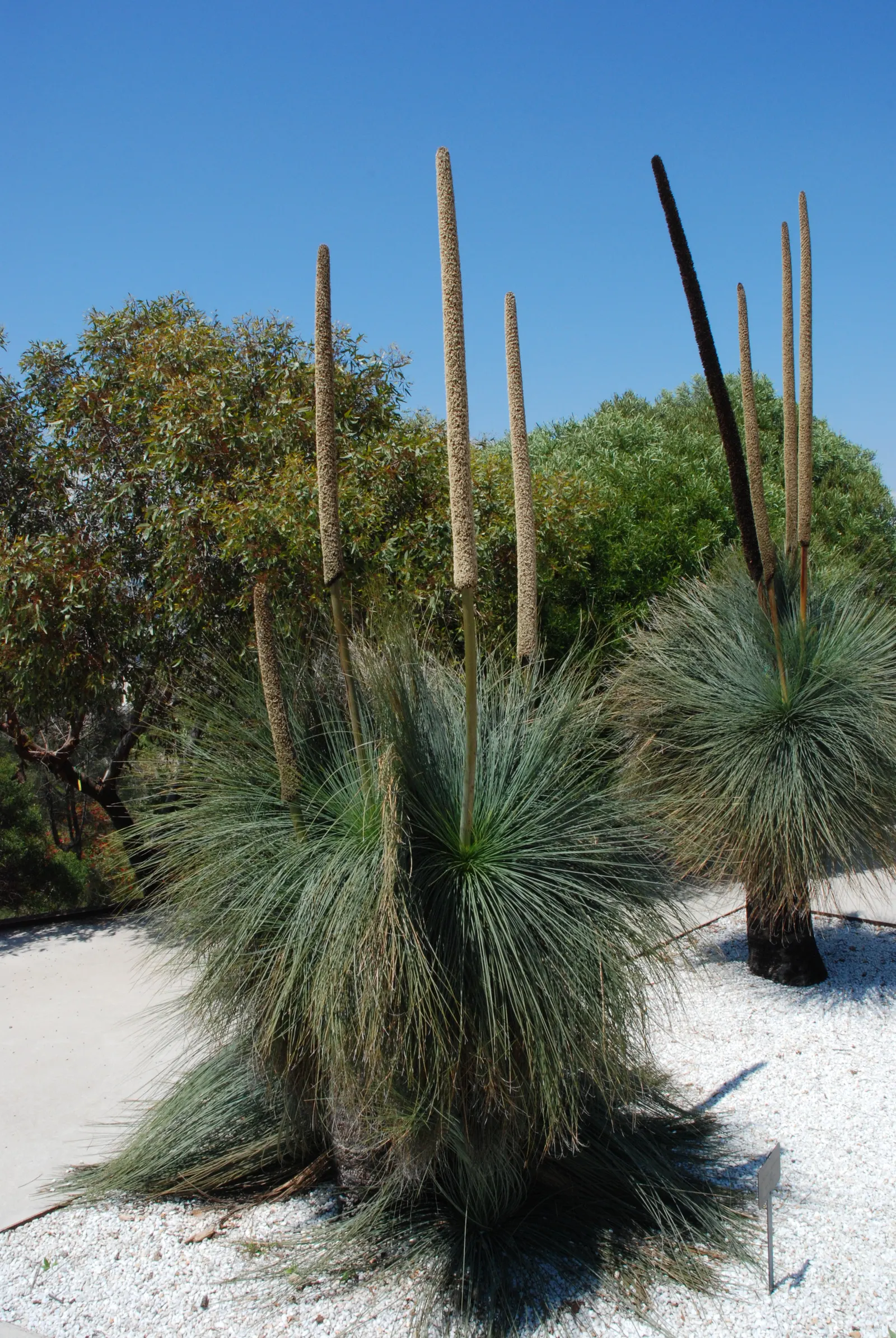 Australian Grass Tree (Xanthorrhoea Quadrangulata) — The Australian Grass Tree (Xanthorrhoea quadrangulata) is a distinctive perennial with a, image 76