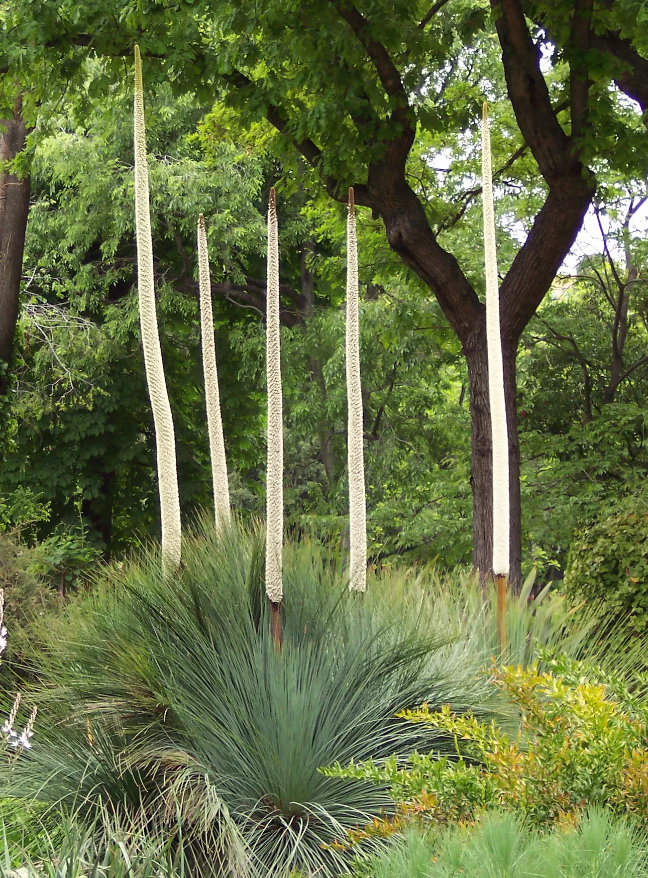Australian Grass Tree (Xanthorrhoea Quadrangulata) — low-maintenance feature in any landscape; this plant tolerates a variety of soil types, image 82