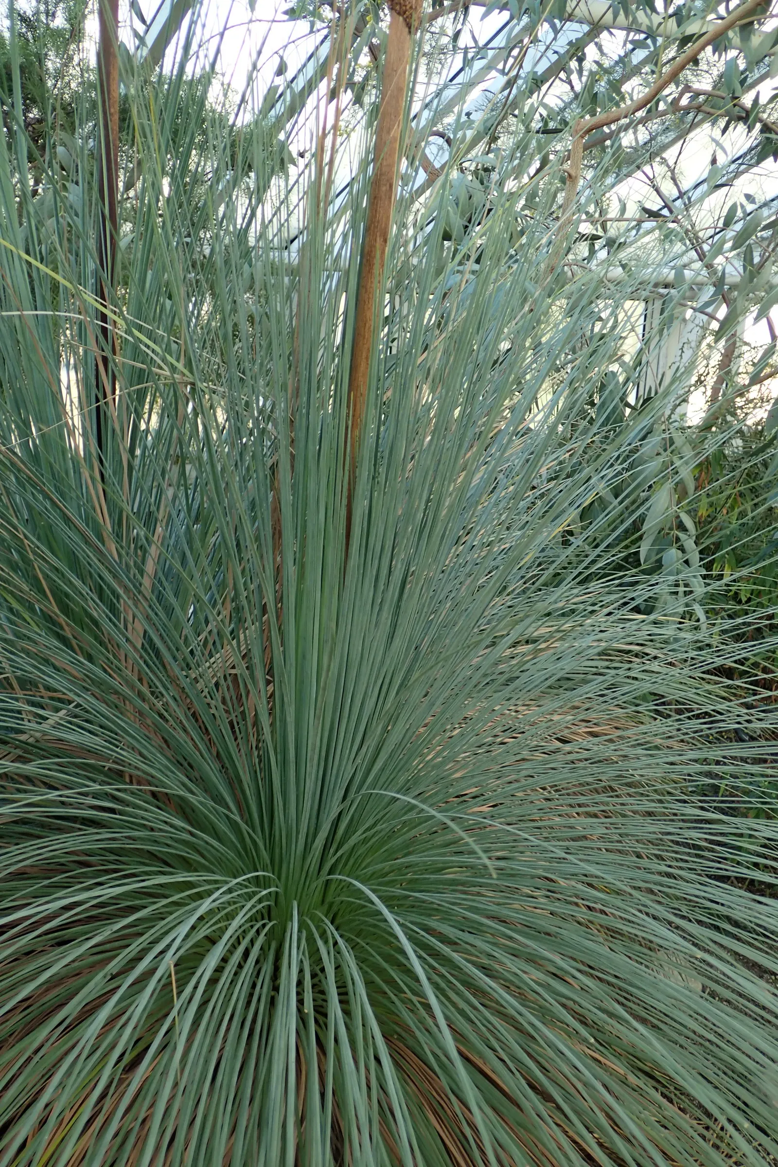 Australian Grass Tree (Xanthorrhoea Quadrangulata) — blackened trunk reaching up to 13 feet and crowned by a tuft of grass-like foliage