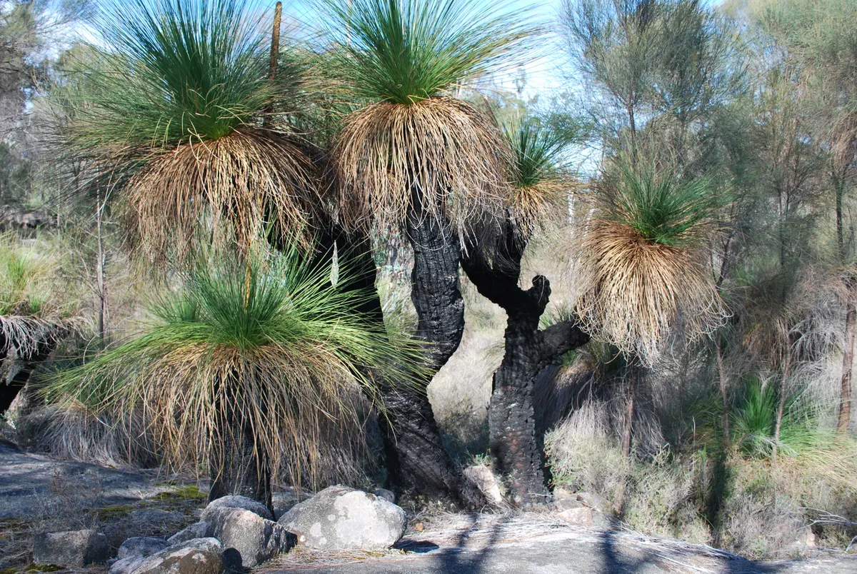 Australian Grass Tree (Xanthorrhoea Quadrangulata) — creating a fountain-like effect that can add both texture and vertical interest to the, image 67