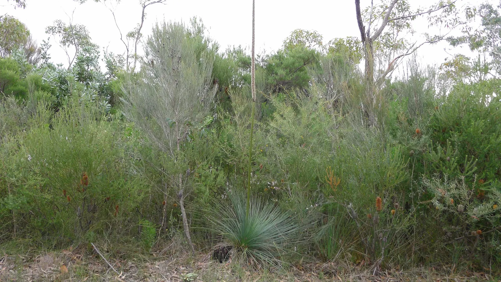 Australian Grass Tree (Xanthorrhoea Quadrangulata) — The Australian Grass Tree (Xanthorrhoea quadrangulata) is a distinctive perennial with a, image 51