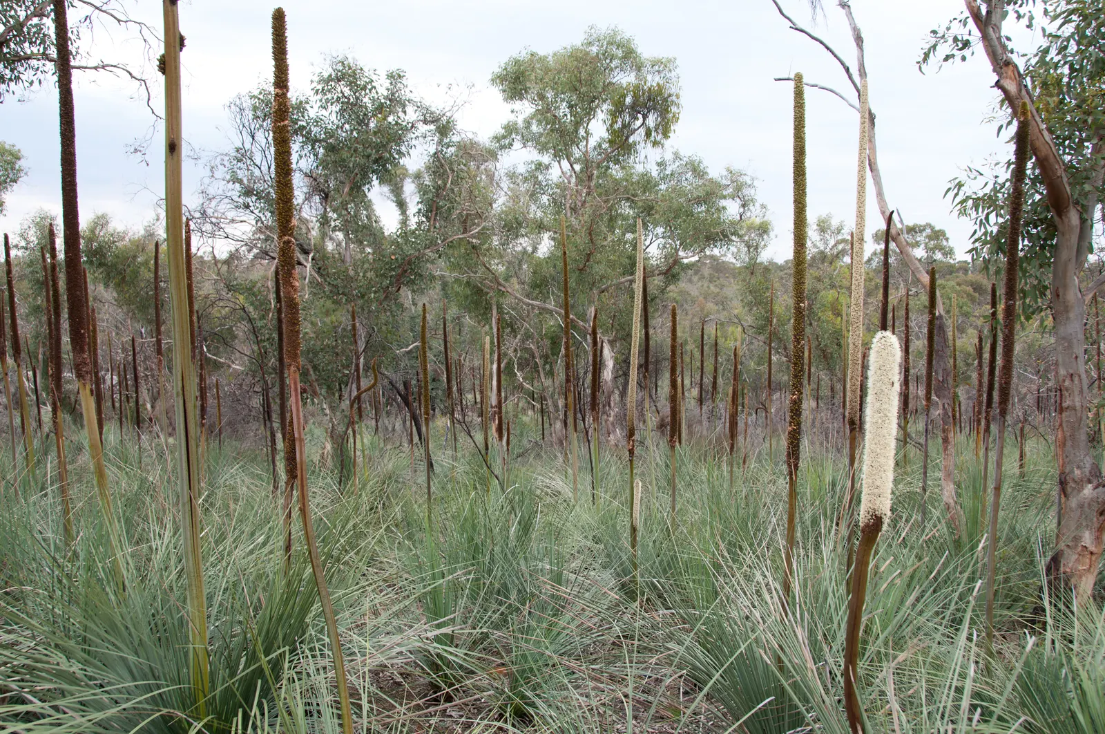 Australian Grass Tree (Xanthorrhoea Quadrangulata) — making it a captivating choice for landscape designs that aim to reflect Australia's native, image 60