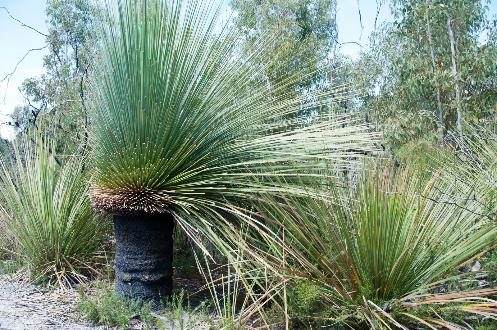 Australian Grass Tree (Xanthorrhoea Quadrangulata) — Hardy to 25&deg;F (Zone 9b)