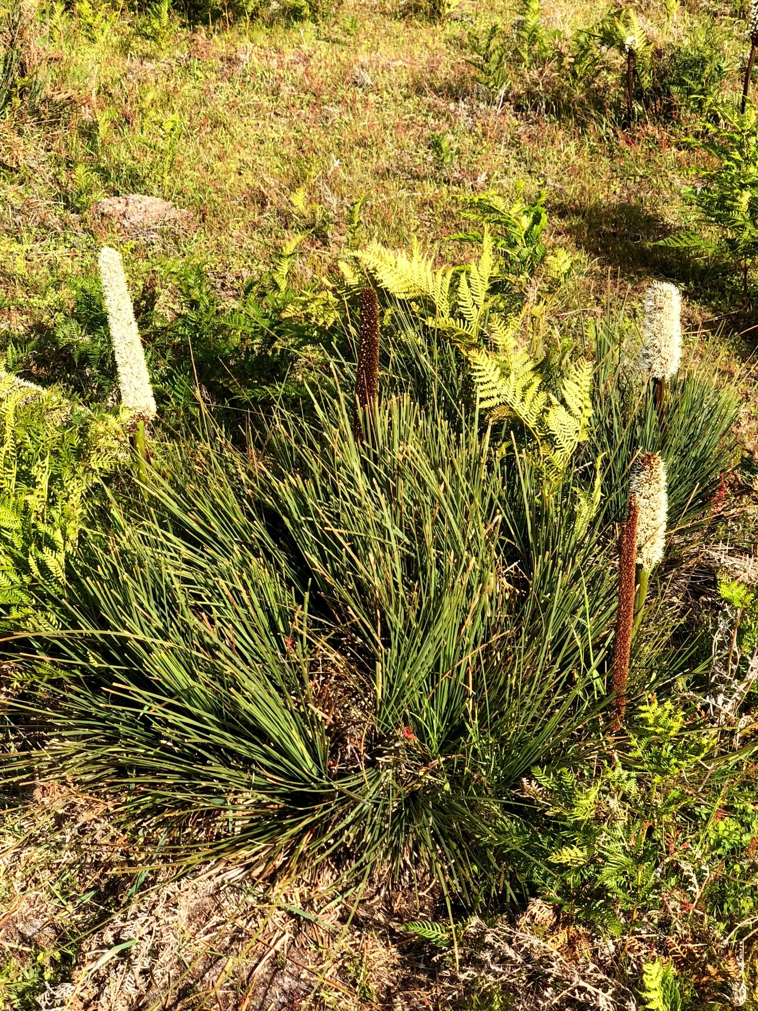Australian Grass Tree (Xanthorrhoea Quadrangulata) — Its lighting needs range from full sun to partial shade
