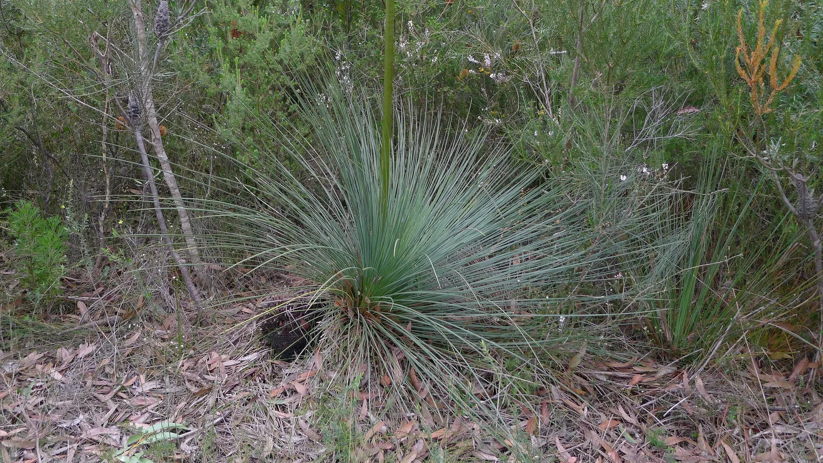 Australian Grass Tree (Xanthorrhoea Quadrangulata) — This slow-growing plant sports creamy-white; expect to see an impressive flower spike that can, image 78